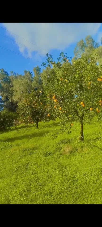 Soliman&nbsp;Soliman&nbsp;Terrain&nbsp;Terrain agricole&nbsp;Une magnifique orangeraie