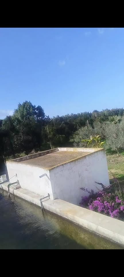 Soliman&nbsp;Soliman&nbsp;Terrain&nbsp;Terrain agricole&nbsp;Une magnifique orangeraie