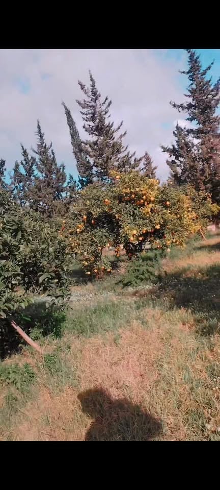 Soliman&nbsp;Soliman&nbsp;Terrain&nbsp;Terrain agricole&nbsp;Une magnifique orangeraie