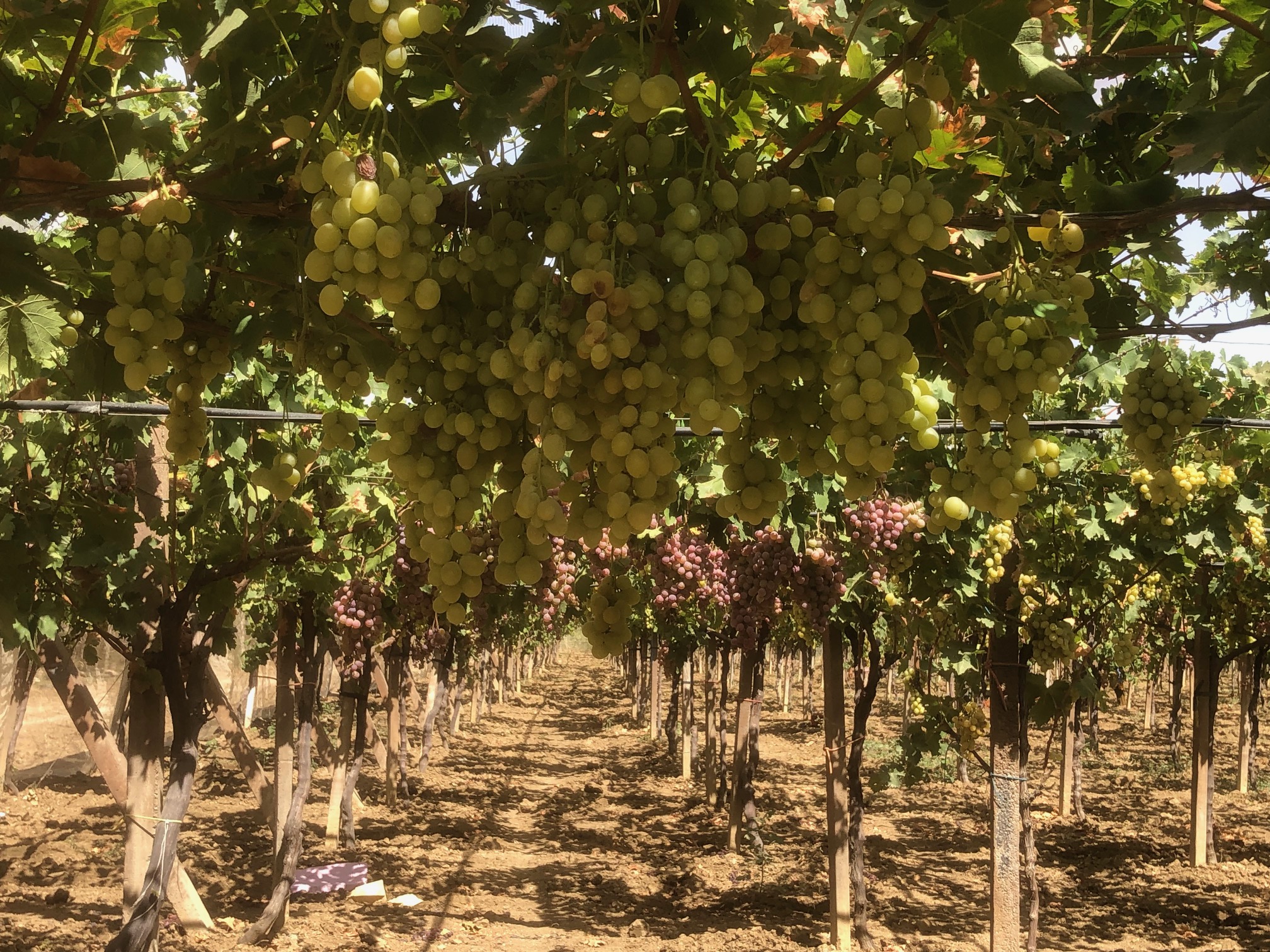 Zaghouan&nbsp;Bir Halima&nbsp;Terrain&nbsp;Terrain agricole&nbsp;Ferme agreable et rentable