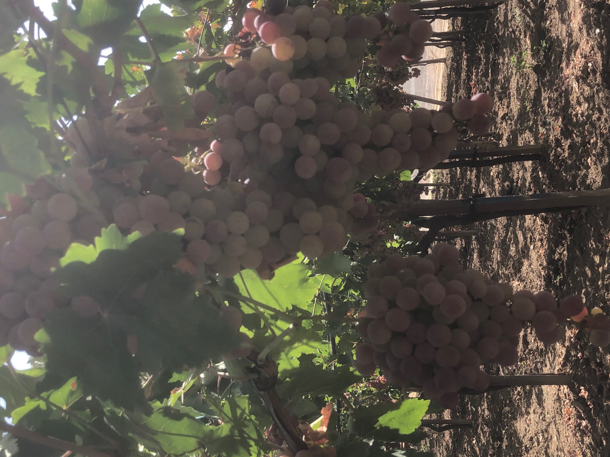 Zaghouan&nbsp;Bir Halima&nbsp;Terrain&nbsp;Terrain agricole&nbsp;Ferme agreable et rentable