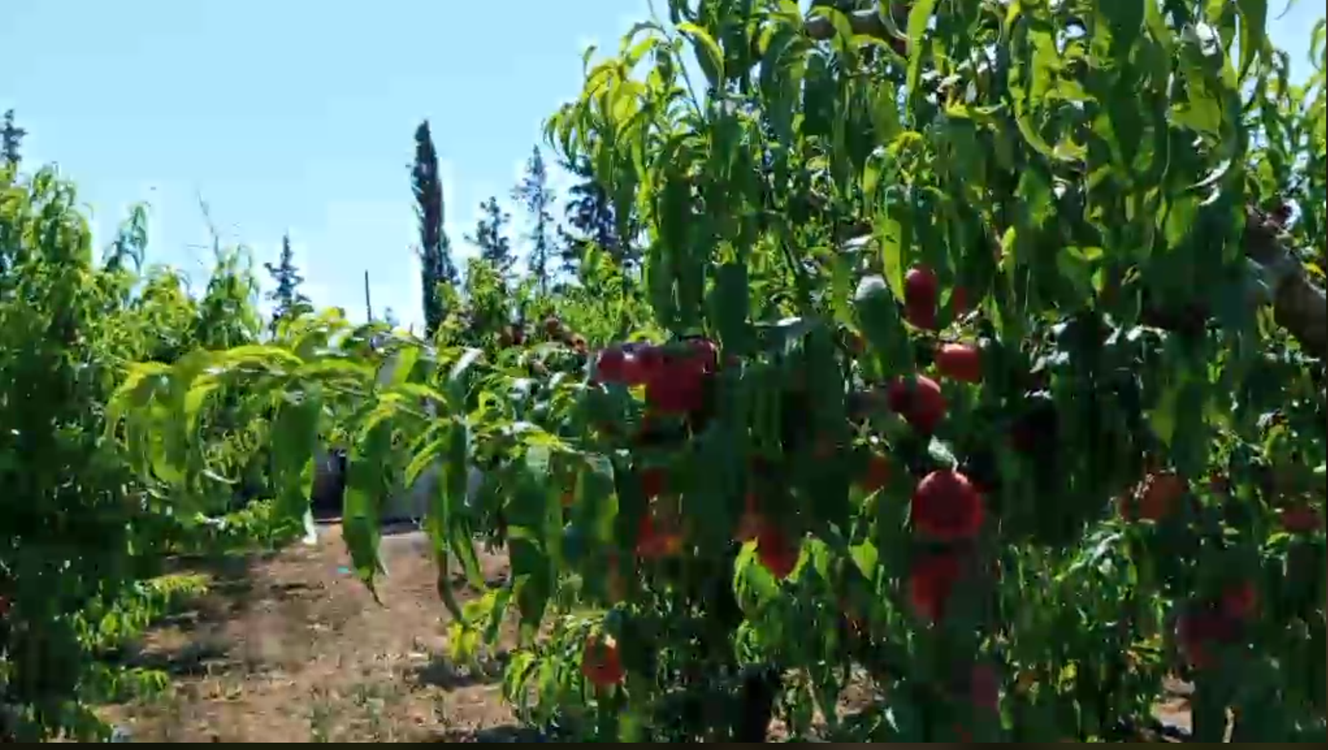 Zaghouan&nbsp;Bir Halima&nbsp;Terrain&nbsp;Terrain agricole&nbsp;Ferme agreable et rentable