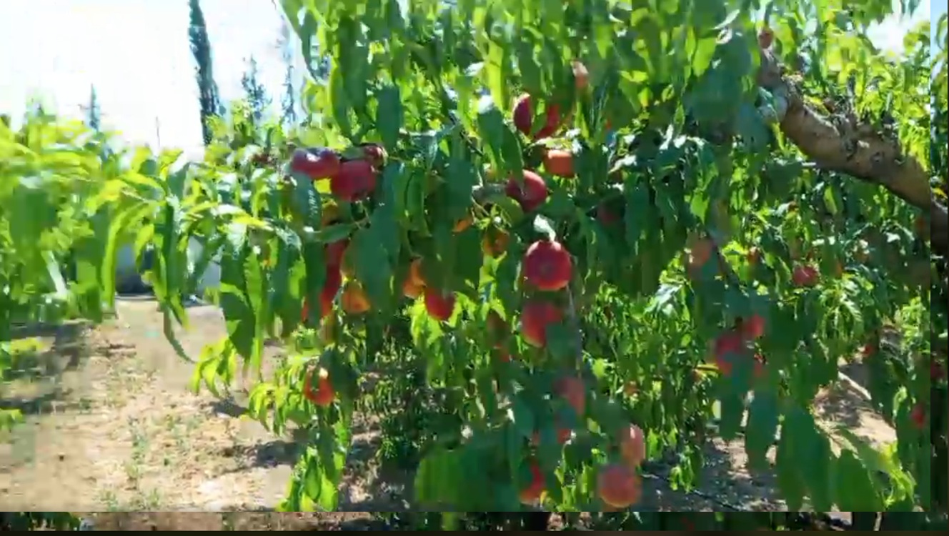 Zaghouan&nbsp;Bir Halima&nbsp;Terrain&nbsp;Terrain agricole&nbsp;Ferme agreable et rentable