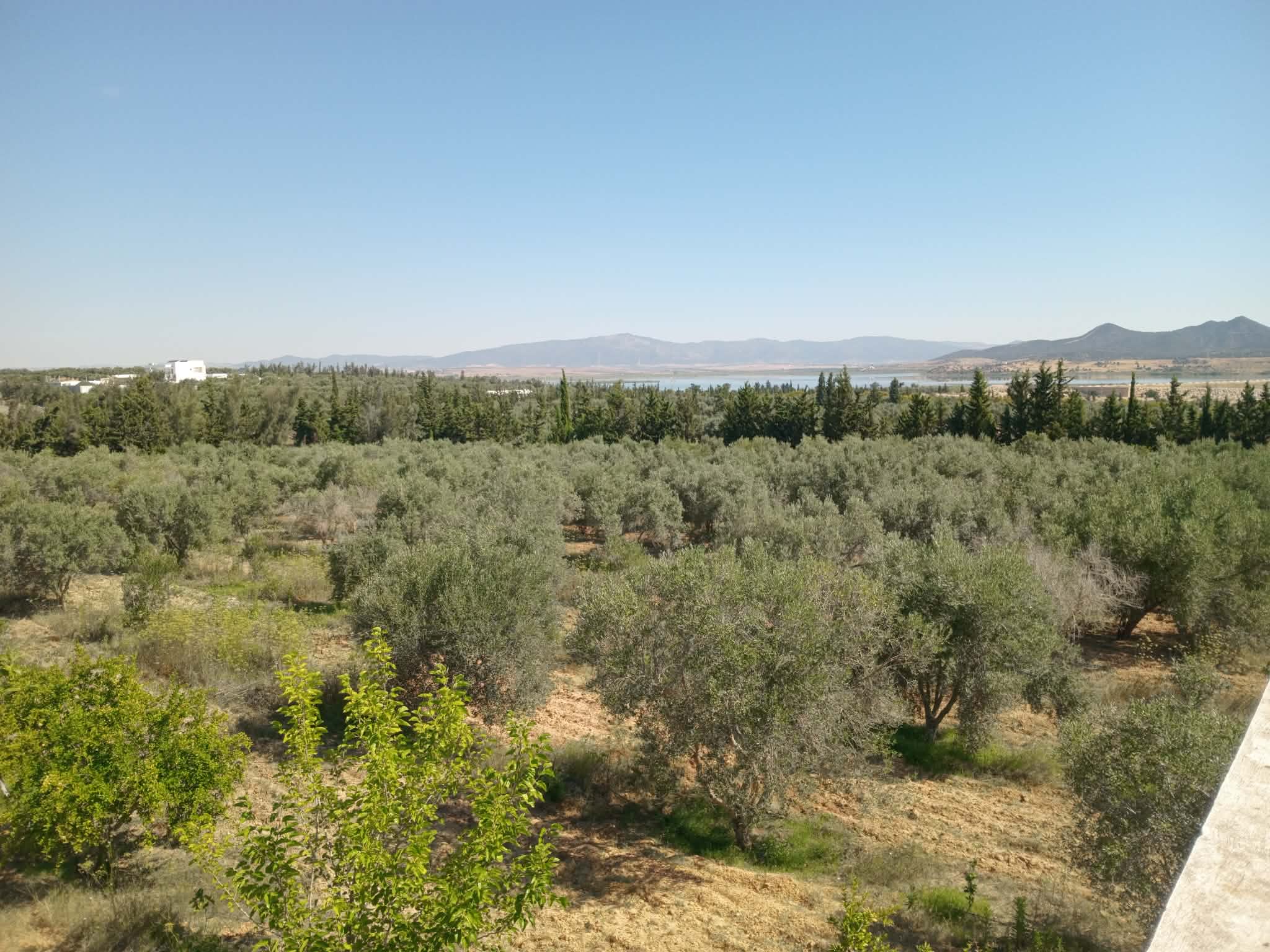 Hammam Zriba&nbsp;Bou Achir&nbsp;Terrain&nbsp;Terrain agricole&nbsp;Bonne occasion