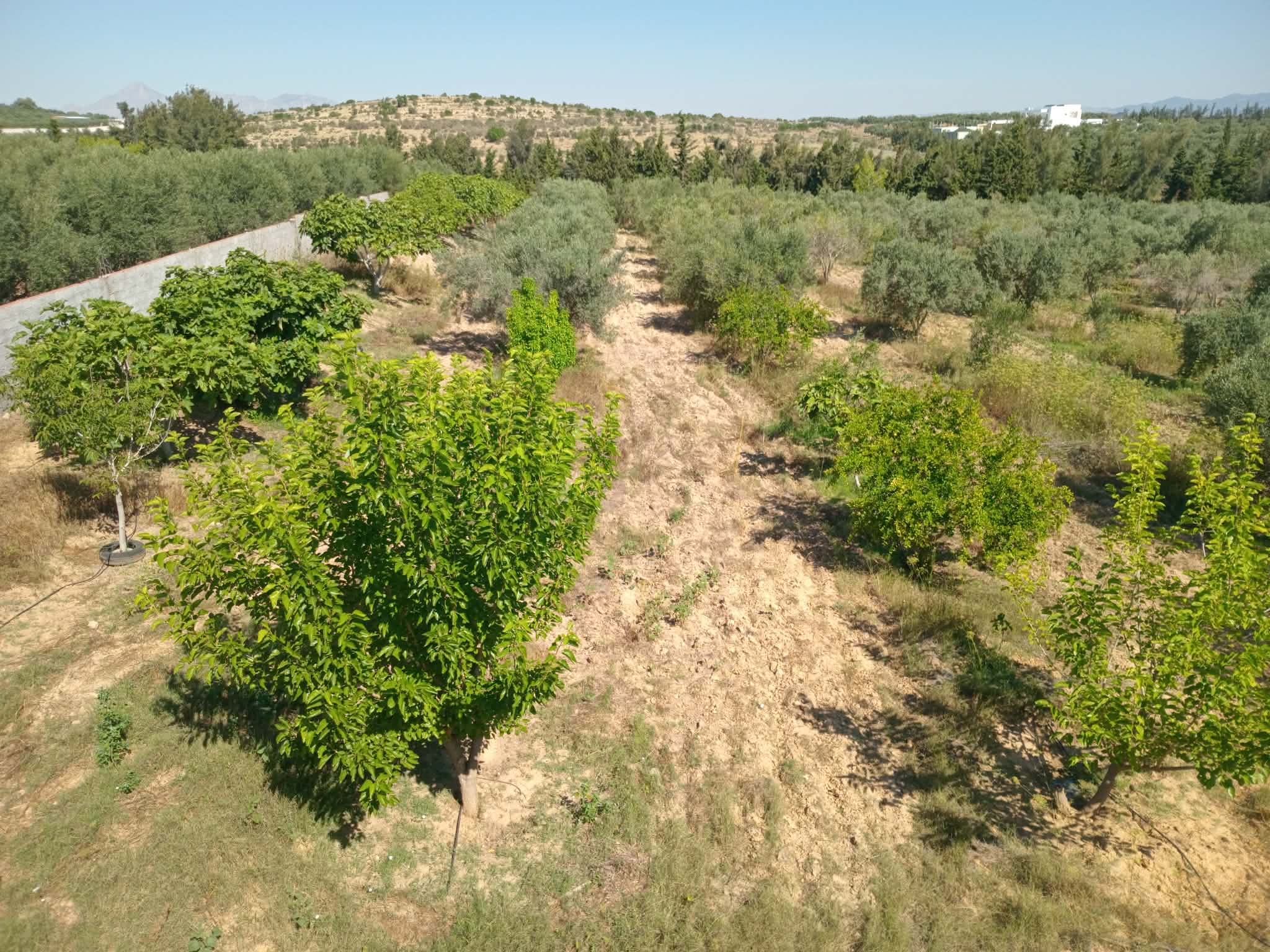 Hammam Zriba&nbsp;Bou Achir&nbsp;Terrain&nbsp;Terrain agricole&nbsp;Bonne occasion