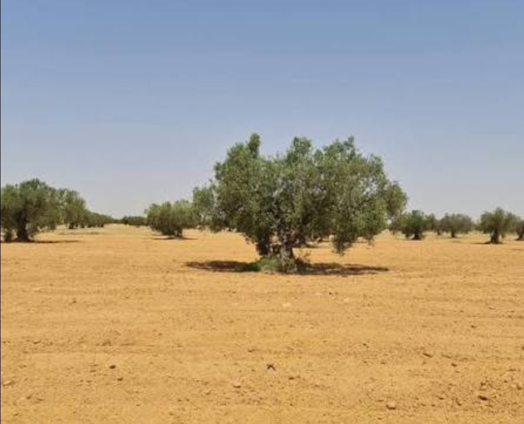 Mahras&nbsp;Mahras&nbsp;Terrain&nbsp;Terrain agricole&nbsp;Terrain � mahras