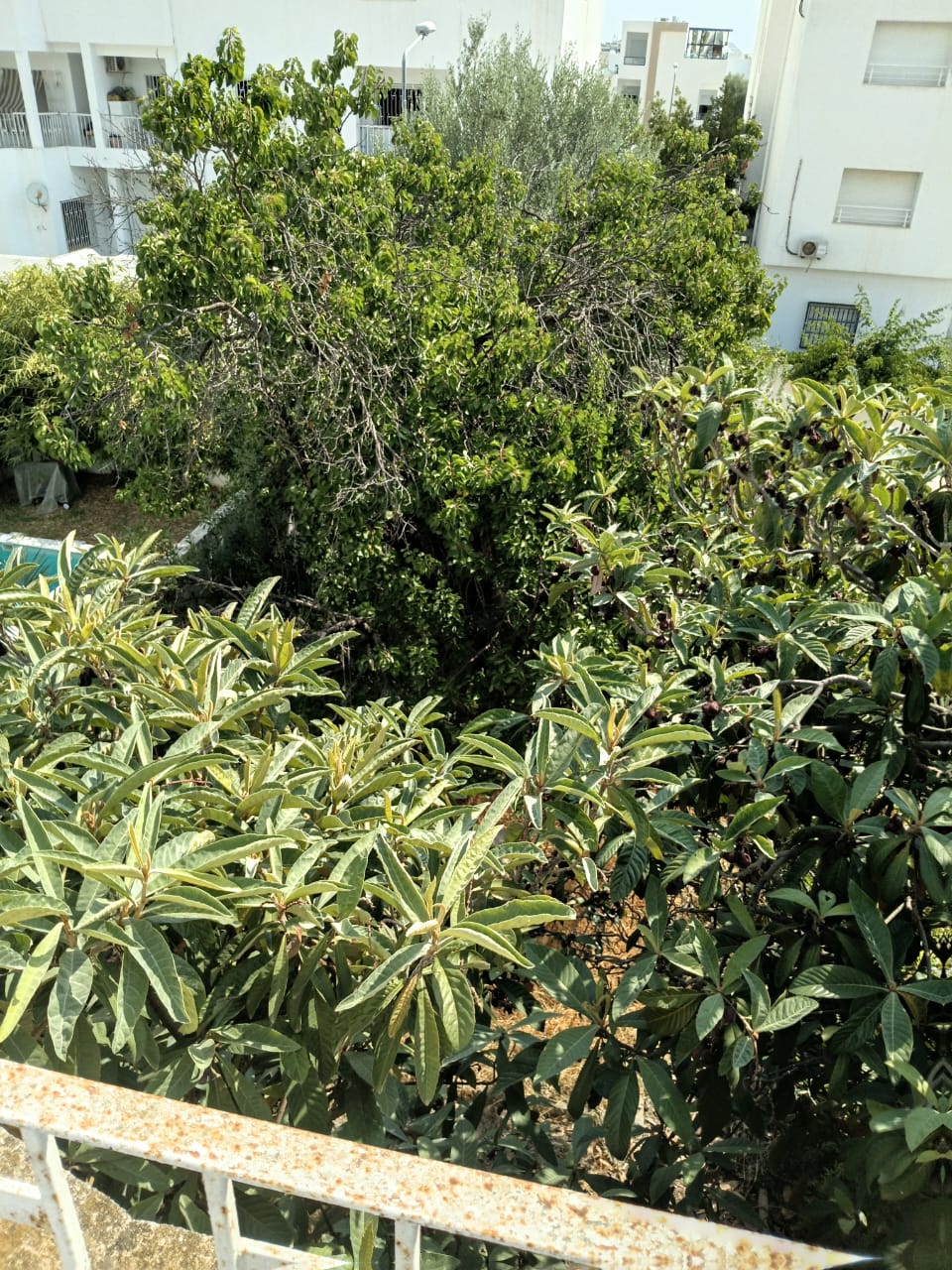 El Menzah&nbsp;El Menzah 1&nbsp;Vente&nbsp;Maisons&nbsp;Une grande villa elmenzeh 1