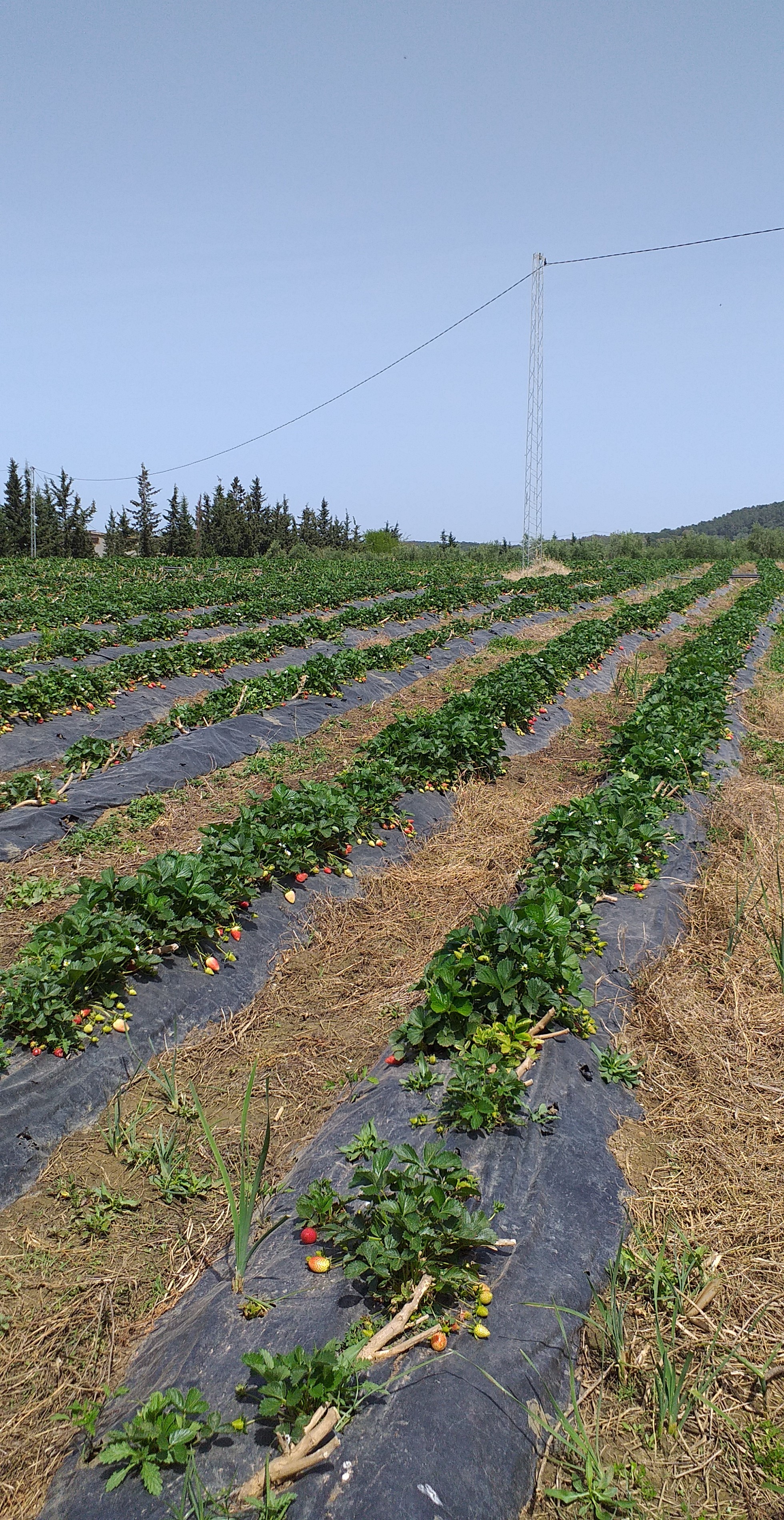 Tabarka&nbsp;Ain Essobh&nbsp;Terrain&nbsp;Terrain agricole&nbsp;Agr�able terrain
