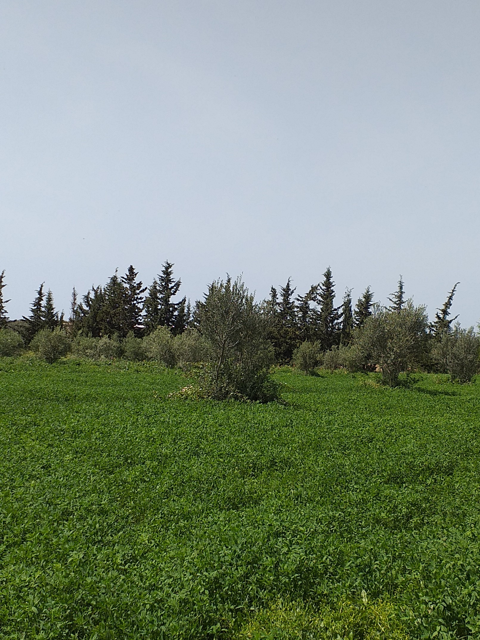 Tabarka&nbsp;Ain Essobh&nbsp;Terrain&nbsp;Terrain agricole&nbsp;Agr�able terrain