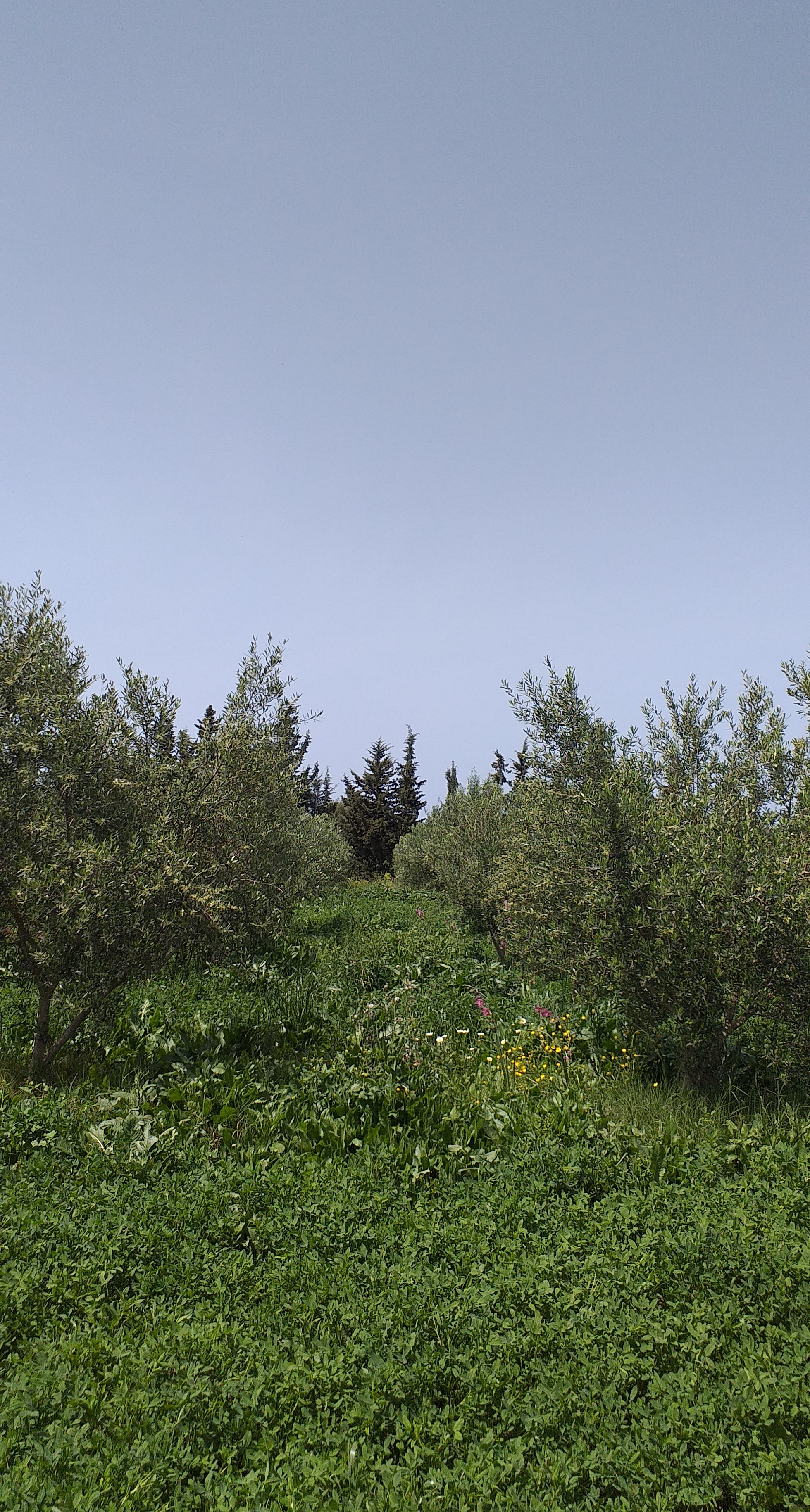 Tabarka&nbsp;Ain Essobh&nbsp;Terrain&nbsp;Terrain agricole&nbsp;Agr�able terrain