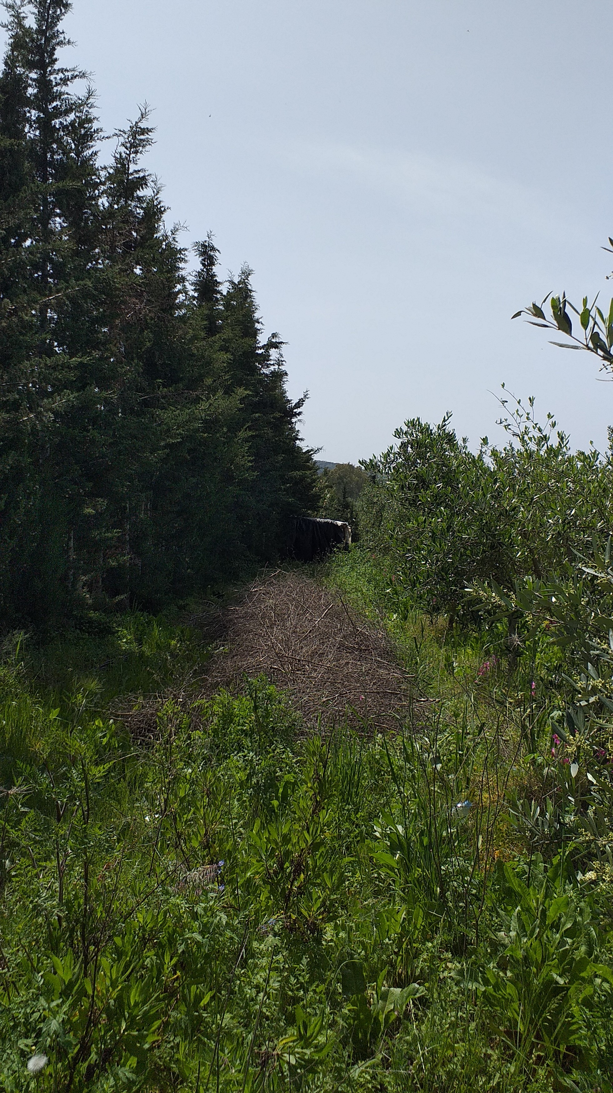Tabarka&nbsp;Ain Essobh&nbsp;Terrain&nbsp;Terrain agricole&nbsp;Agr�able terrain