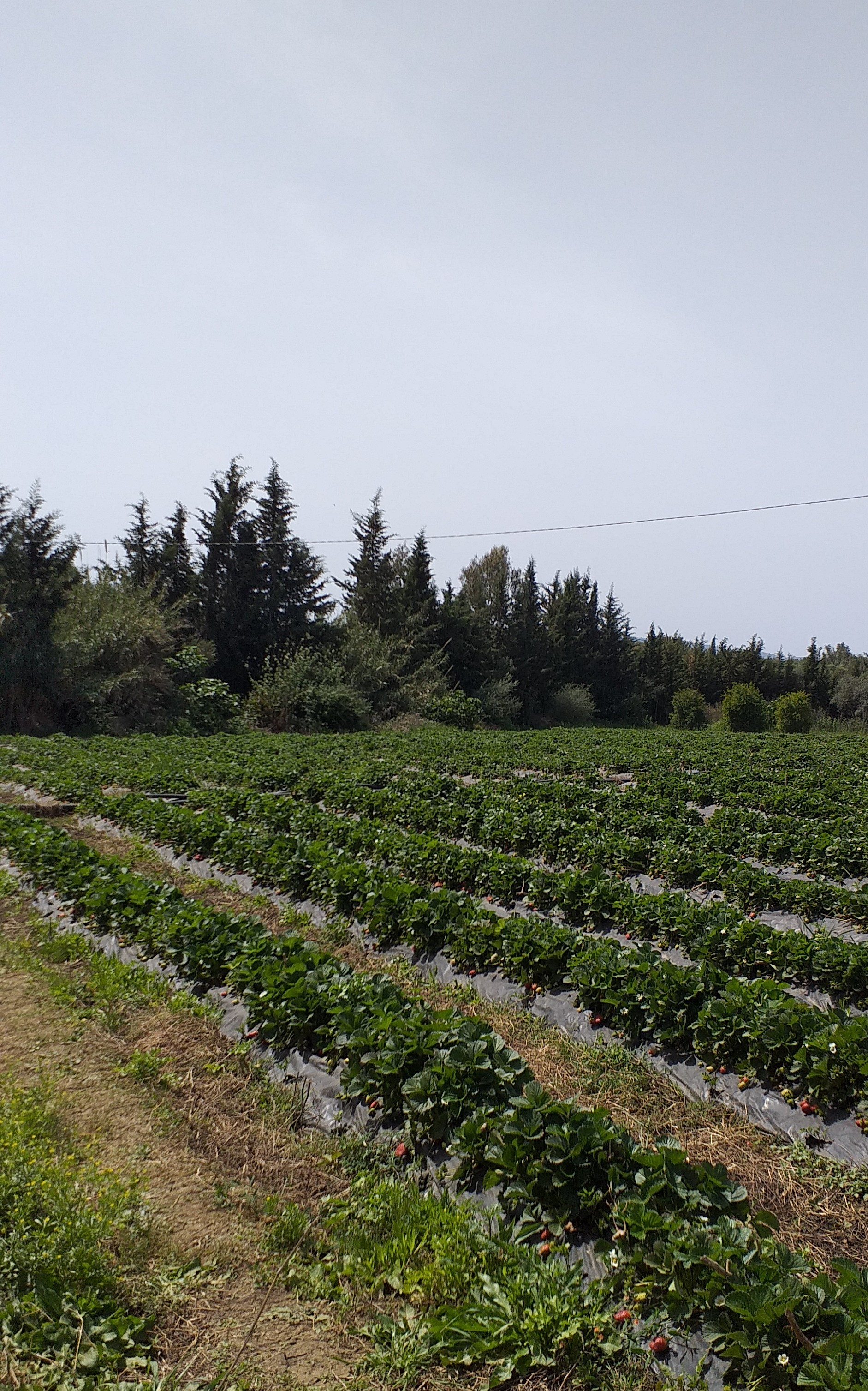 Tabarka&nbsp;Ain Essobh&nbsp;Terrain&nbsp;Terrain agricole&nbsp;Agr�able terrain
