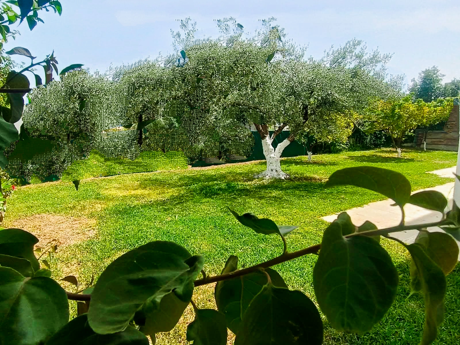 Ariana Ville&nbsp;El Menzah 7&nbsp;Location&nbsp;Maisons&nbsp;Menzah 7 rdj villa s 3 avec jardin 300m2
