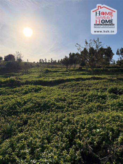 Menzel Bourguiba&nbsp;Menzel Bourguiba&nbsp;Terrain&nbsp;Terrain agricole&nbsp;Terrain agricole afira � hathat menzel bourguiba