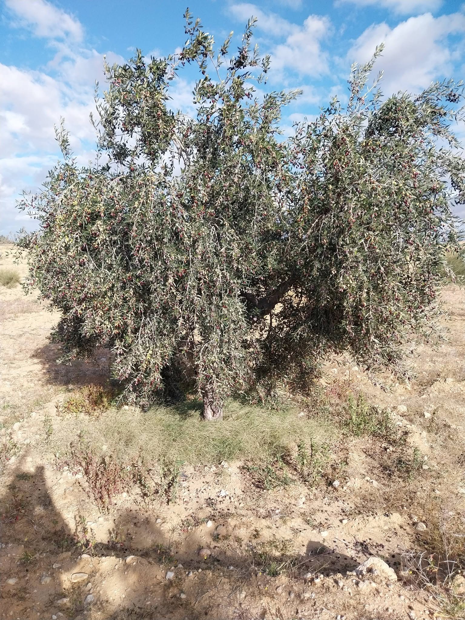 Sidi Bouzid Est&nbsp;El Makarem&nbsp;Terrain&nbsp;Terrain agricole&nbsp;Terrain agricole d'oliviers � sidi bouzid