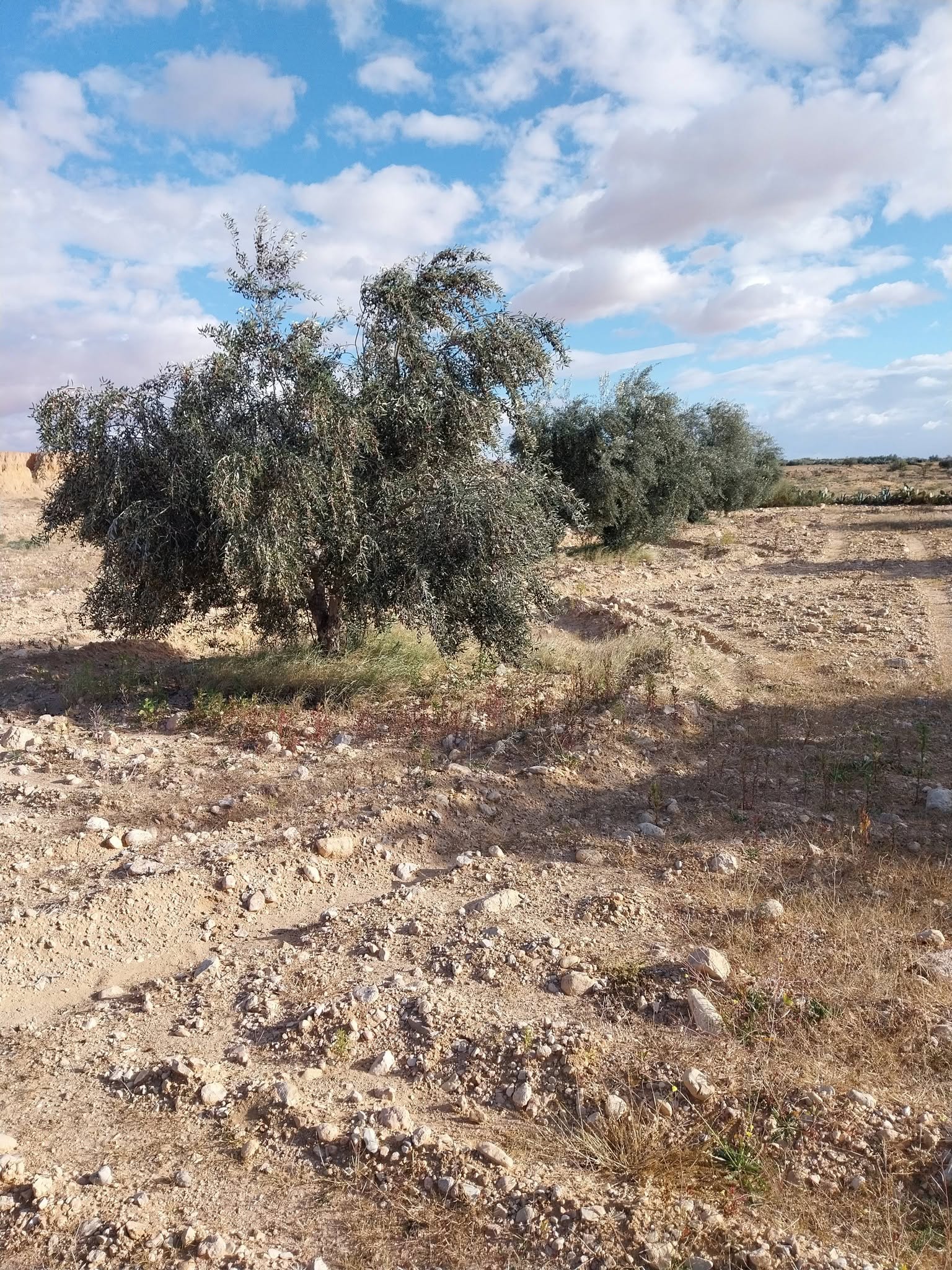Sidi Bouzid Est&nbsp;El Makarem&nbsp;Terrain&nbsp;Terrain agricole&nbsp;Terrain agricole d'oliviers � sidi bouzid