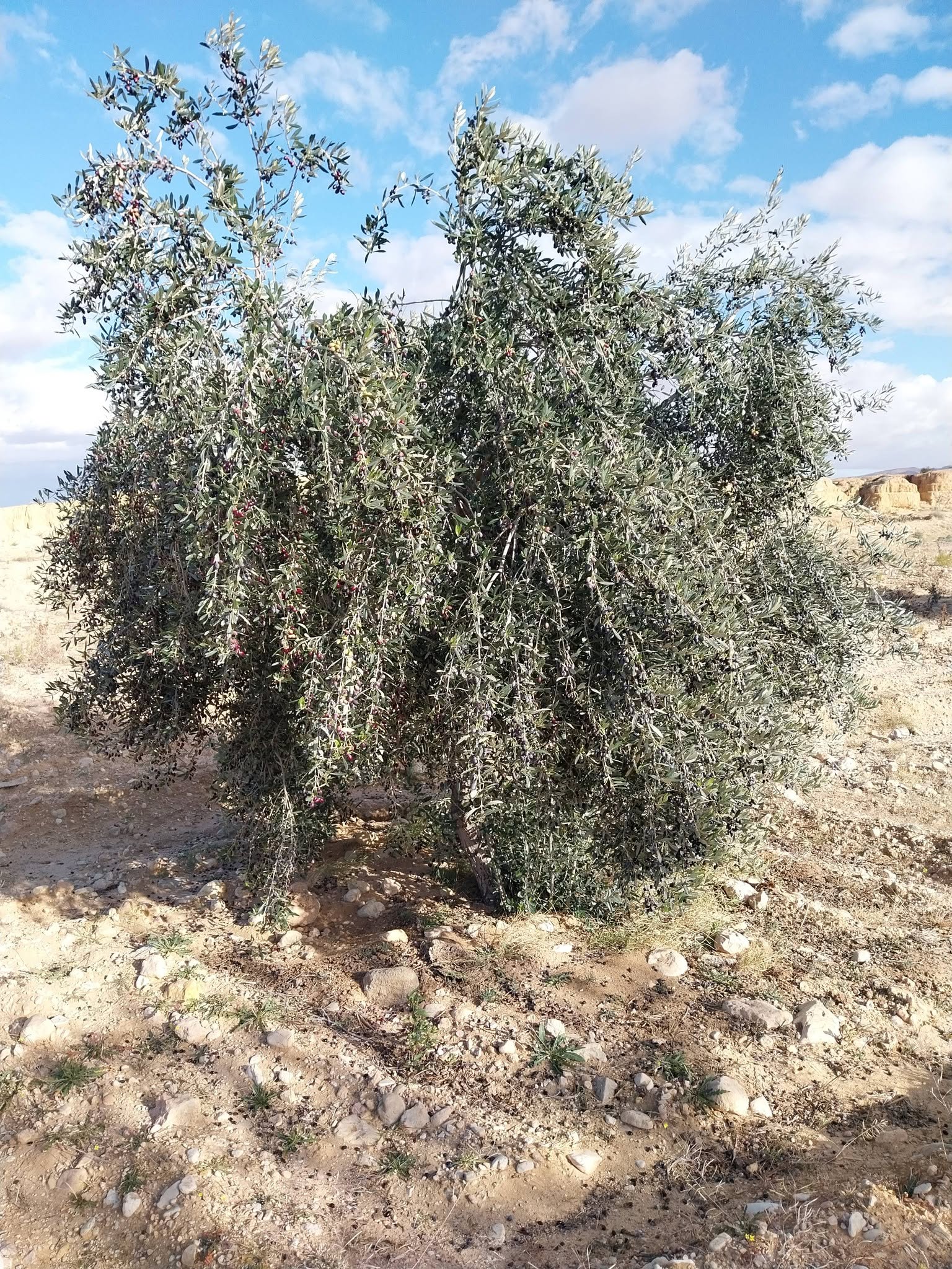 Sidi Bouzid Est&nbsp;El Makarem&nbsp;Terrain&nbsp;Terrain agricole&nbsp;Terrain agricole d'oliviers � sidi bouzid
