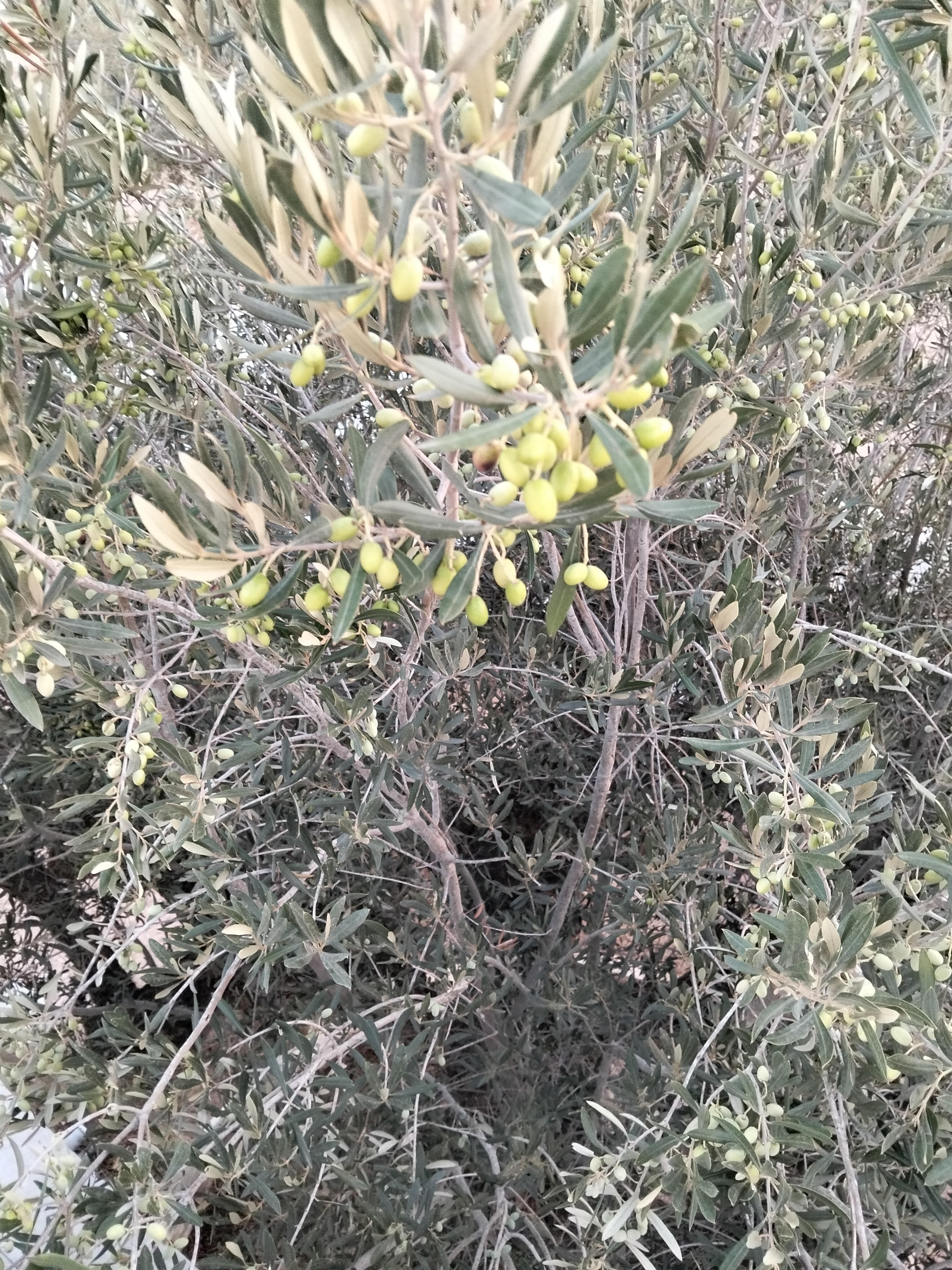 Sidi Hassine&nbsp;Birine&nbsp;Vente&nbsp;Autre&nbsp;Ceuillette des  olives
