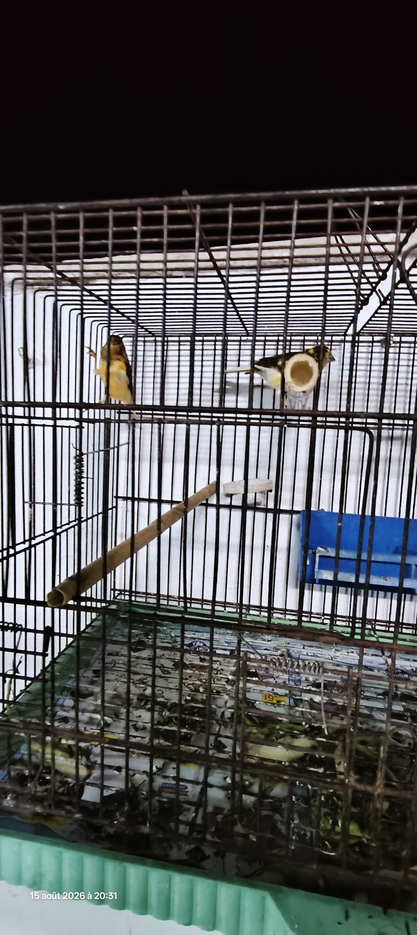 El Kram&nbsp;Le Kram Est&nbsp;Oiseaux&nbsp;Autre&nbsp;15 oiseaux