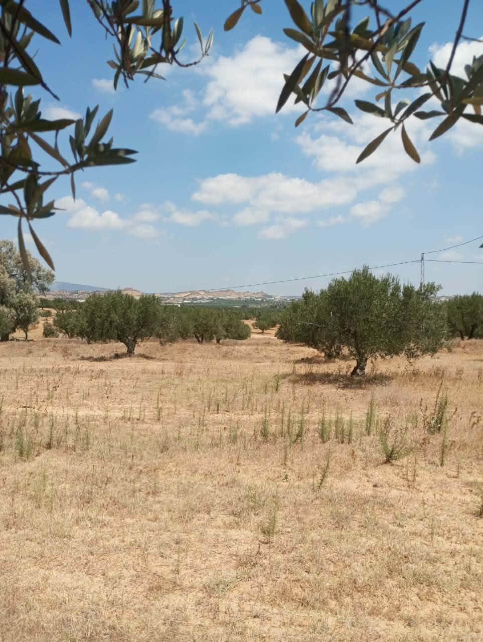 Hammamet&nbsp;Hammamet&nbsp;Terrain&nbsp;Terrain agricole&nbsp;Av terrain 1000m � 40md � hammamet sud