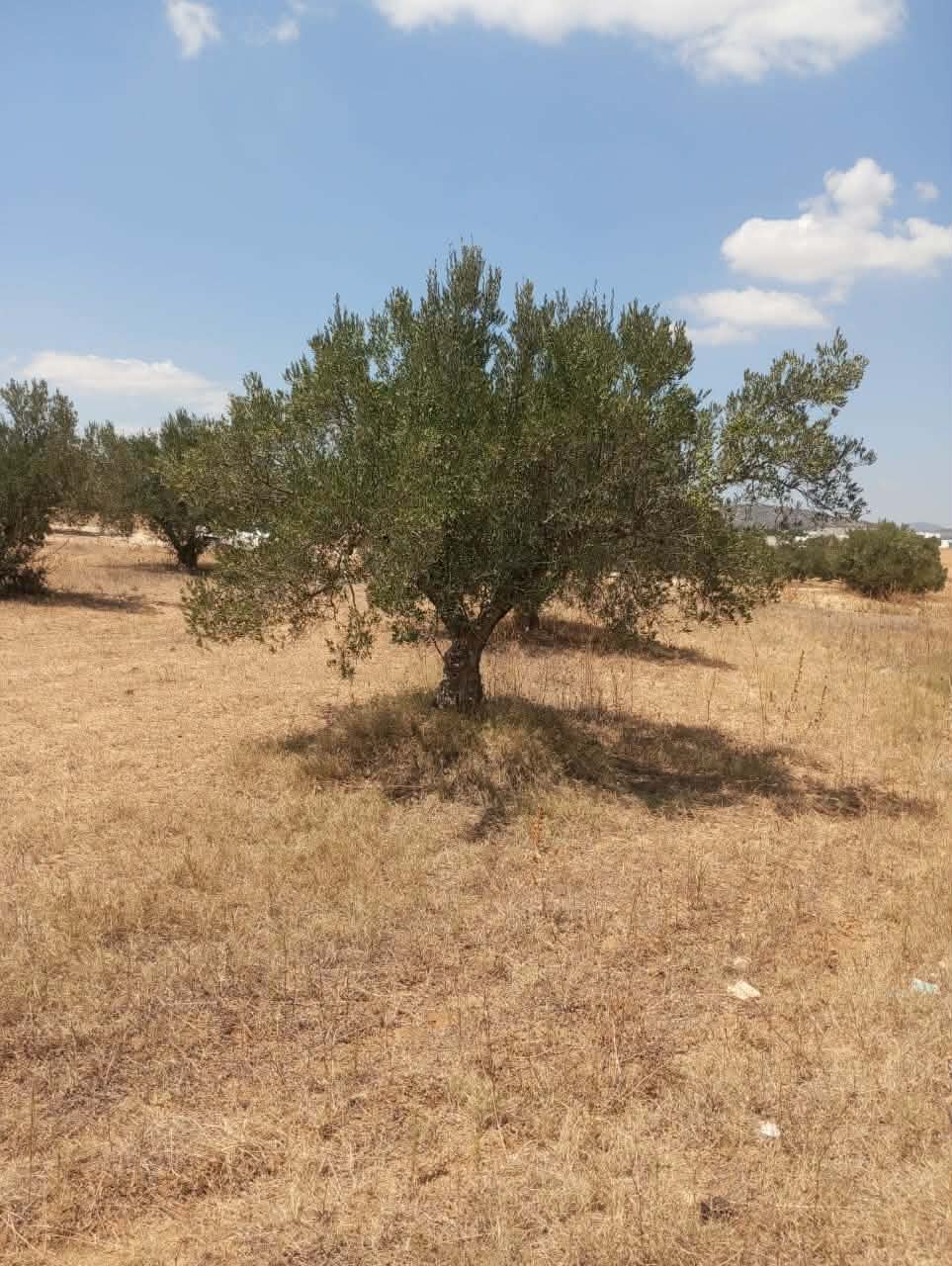 Hammamet&nbsp;Hammamet&nbsp;Terrain&nbsp;Terrain agricole&nbsp;Av terrain 1000m � 40md � hammamet sud