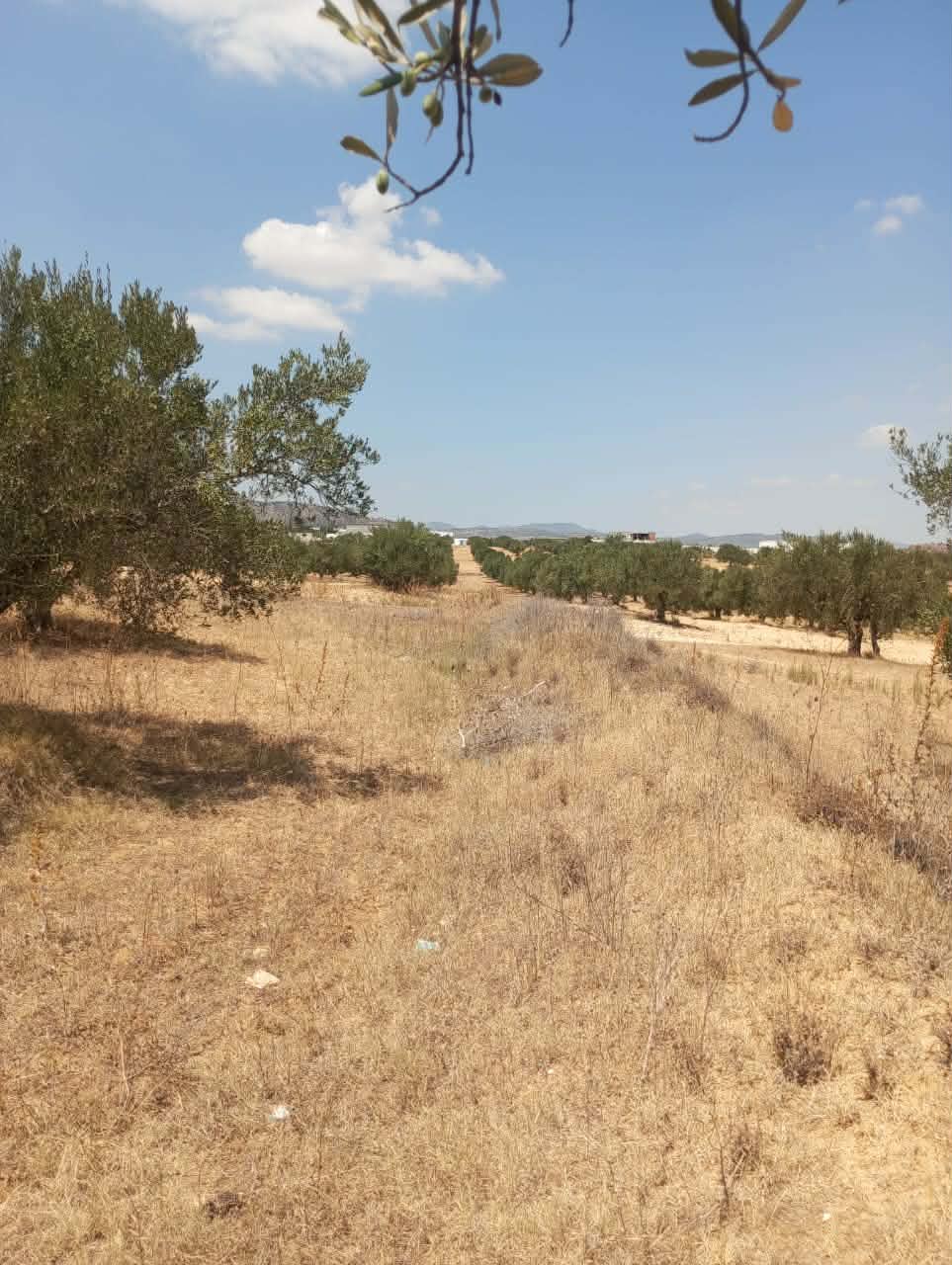 Hammamet&nbsp;Hammamet&nbsp;Terrain&nbsp;Terrain agricole&nbsp;Av terrain 1000m � 40md � hammamet sud