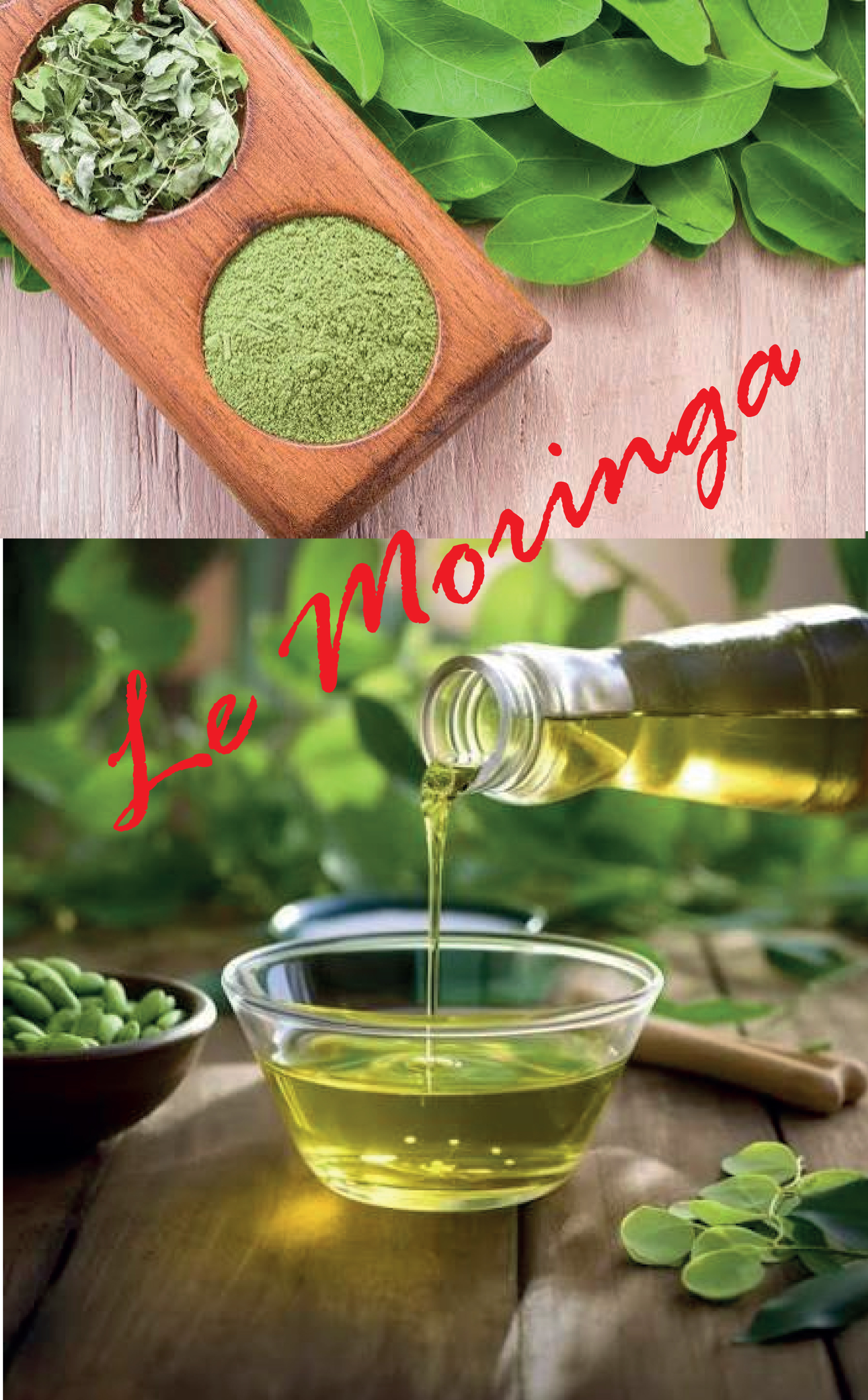 Ben Arous&nbsp;Ben Arous&nbsp;Autre&nbsp;Autre&nbsp;Le moringa surnomm� l'arbre miracle
