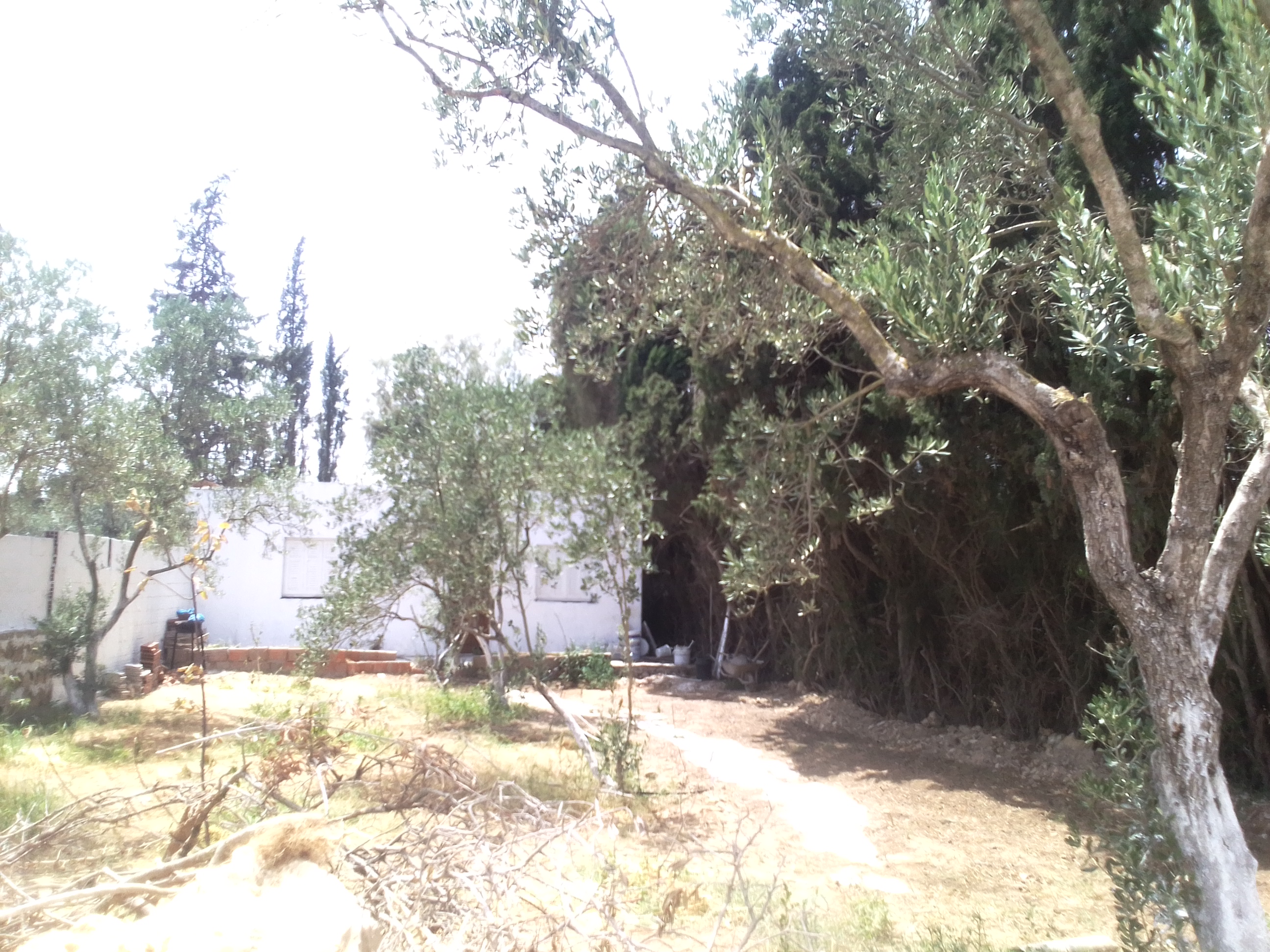 Ras Jebel&nbsp;Cite Kaa El Ballout&nbsp;Terrain&nbsp;Terrain agricole&nbsp;Terrain route plage mami � 700 m de rue
