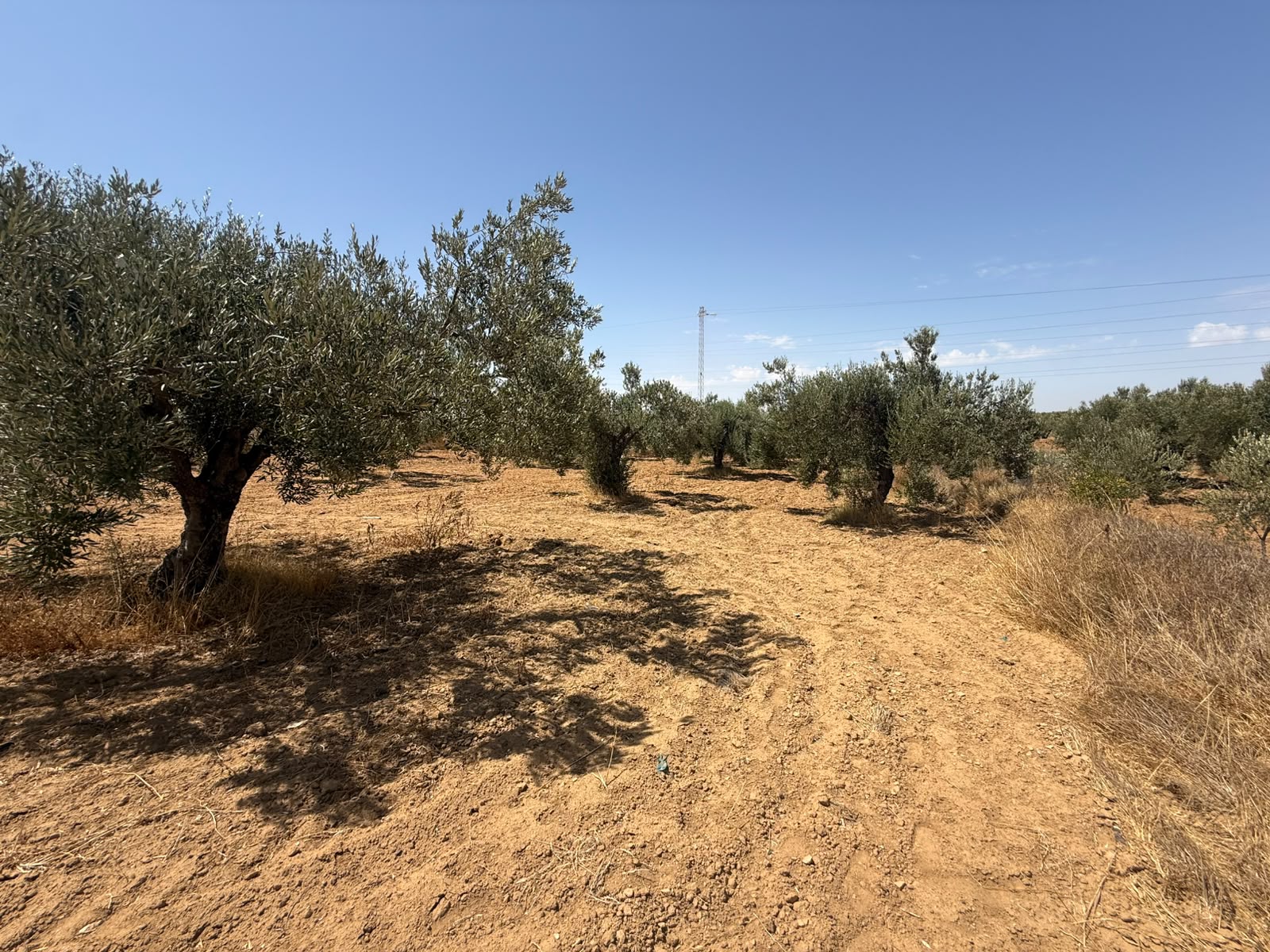 Ouerdanine&nbsp;Ouerdanine&nbsp;Terrain&nbsp;Terrain agricole&nbsp;Terrain sur le route thrayet ouerdanine