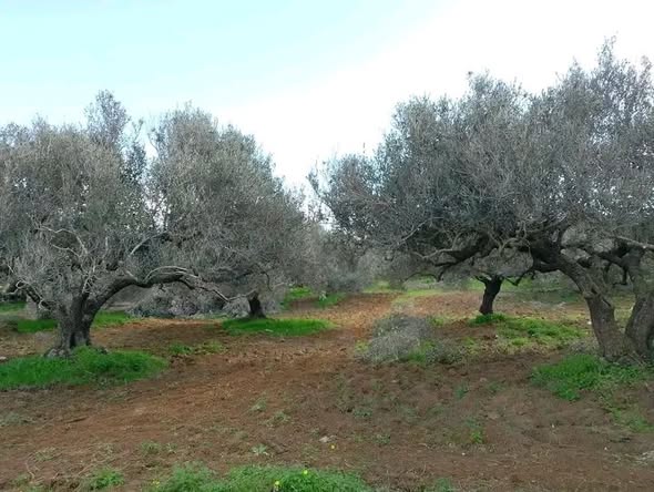 Hammam El Ghezaz&nbsp;Ezzahra&nbsp;Terrain&nbsp;Terrain agricole&nbsp;Terrain  agricole