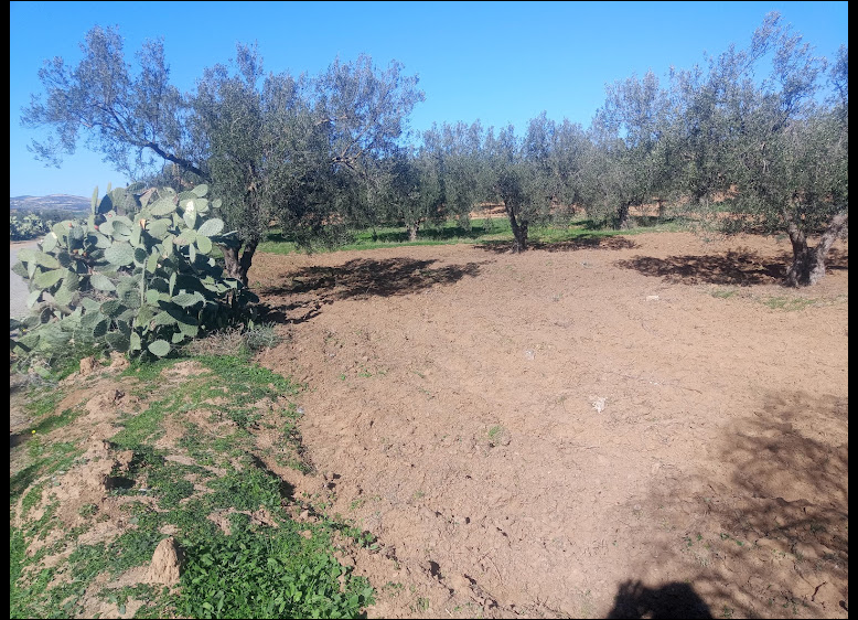Zaghouan&nbsp;Kantra El Kahla&nbsp;Terrain&nbsp;Terrain agricole&nbsp;Terrain agricole zaghouan