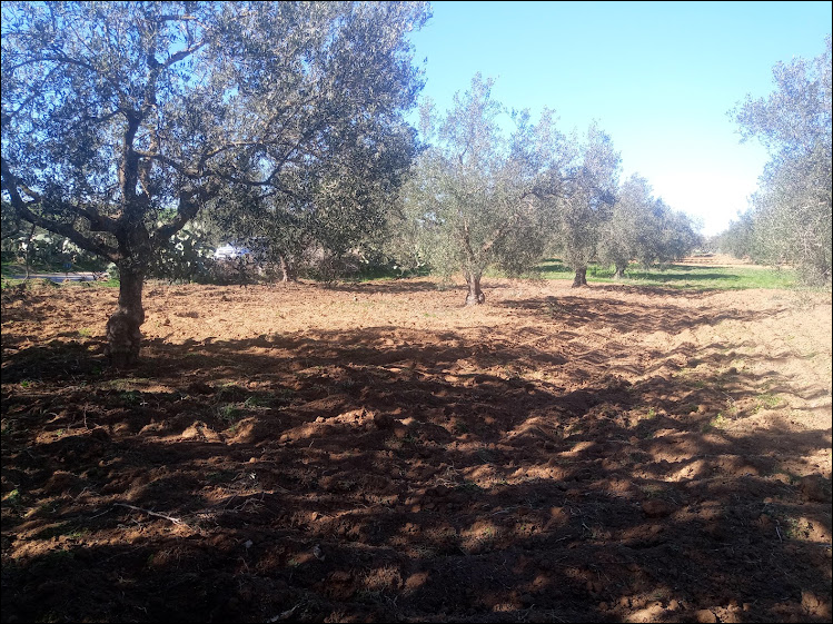Zaghouan&nbsp;Kantra El Kahla&nbsp;Terrain&nbsp;Terrain agricole&nbsp;Terrain agricole zaghouan