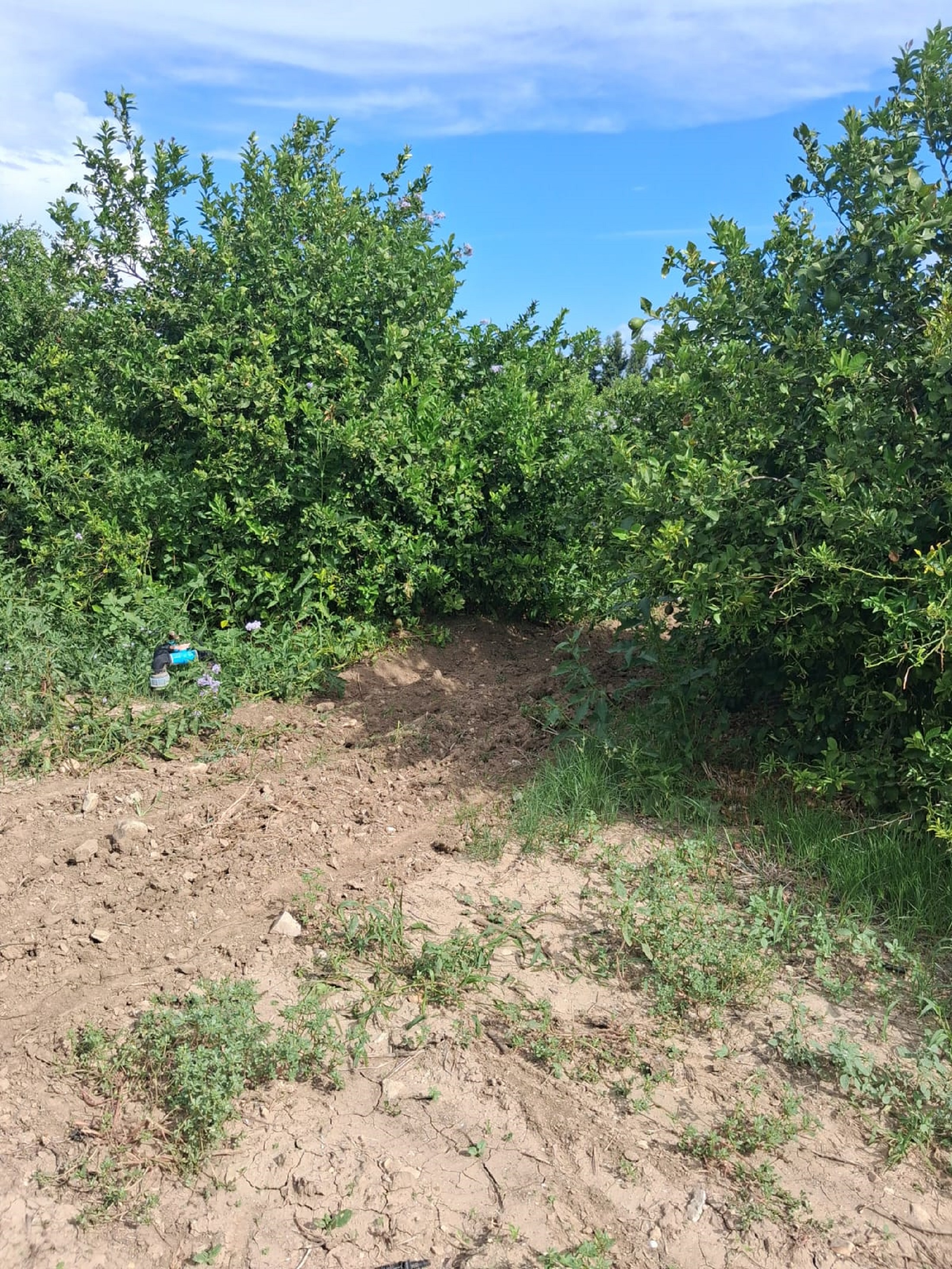 Grombalia&nbsp;Sammach&nbsp;Terrain&nbsp;Terrain agricole&nbsp;Gps sania agrume g � goutte batiment habitation