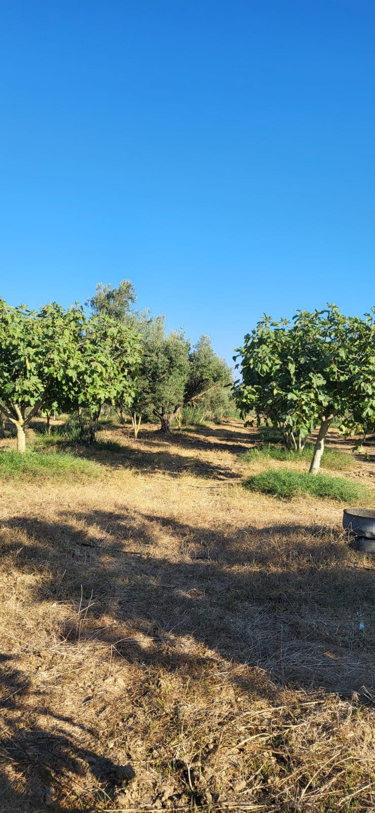 Menzel Jemil&nbsp;El Azib&nbsp;Vente&nbsp;Autre&nbsp;Terrain agricole � el azib