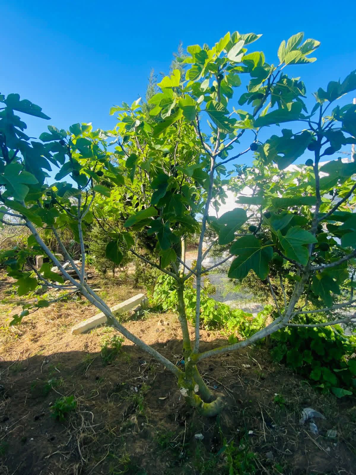 Hammam El Ghezaz&nbsp;Tamazrat&nbsp;Terrain&nbsp;Terrain agricole&nbsp;Senia a tamezrat hammem el ghzez