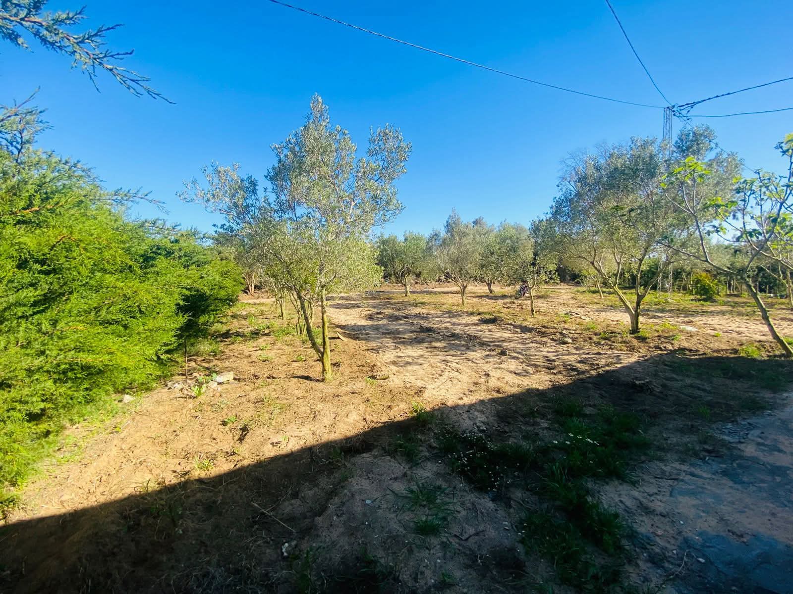 Hammam El Ghezaz&nbsp;Tamazrat&nbsp;Terrain&nbsp;Terrain agricole&nbsp;Senia a tamezrat hammem el ghzez