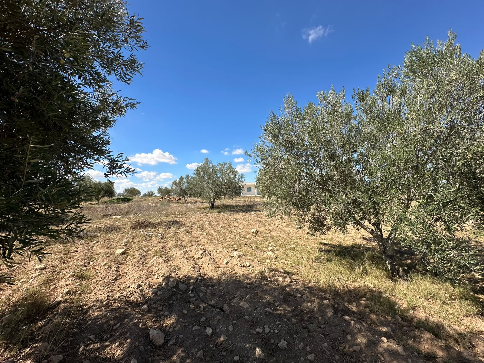 Sidi Bou Ali&nbsp;Sidi Bou Ali&nbsp;Terrain&nbsp;Terrain agricole&nbsp;Ferme agricole � sidi bouali