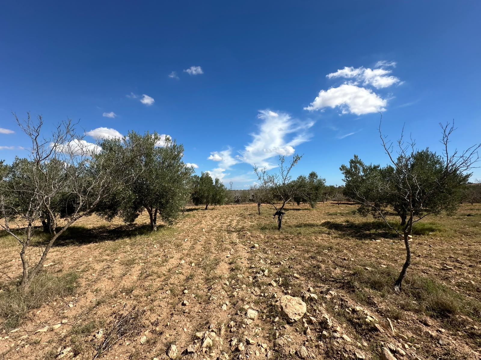 Sidi Bou Ali&nbsp;Sidi Bou Ali&nbsp;Terrain&nbsp;Terrain agricole&nbsp;Ferme agricole � sidi bouali