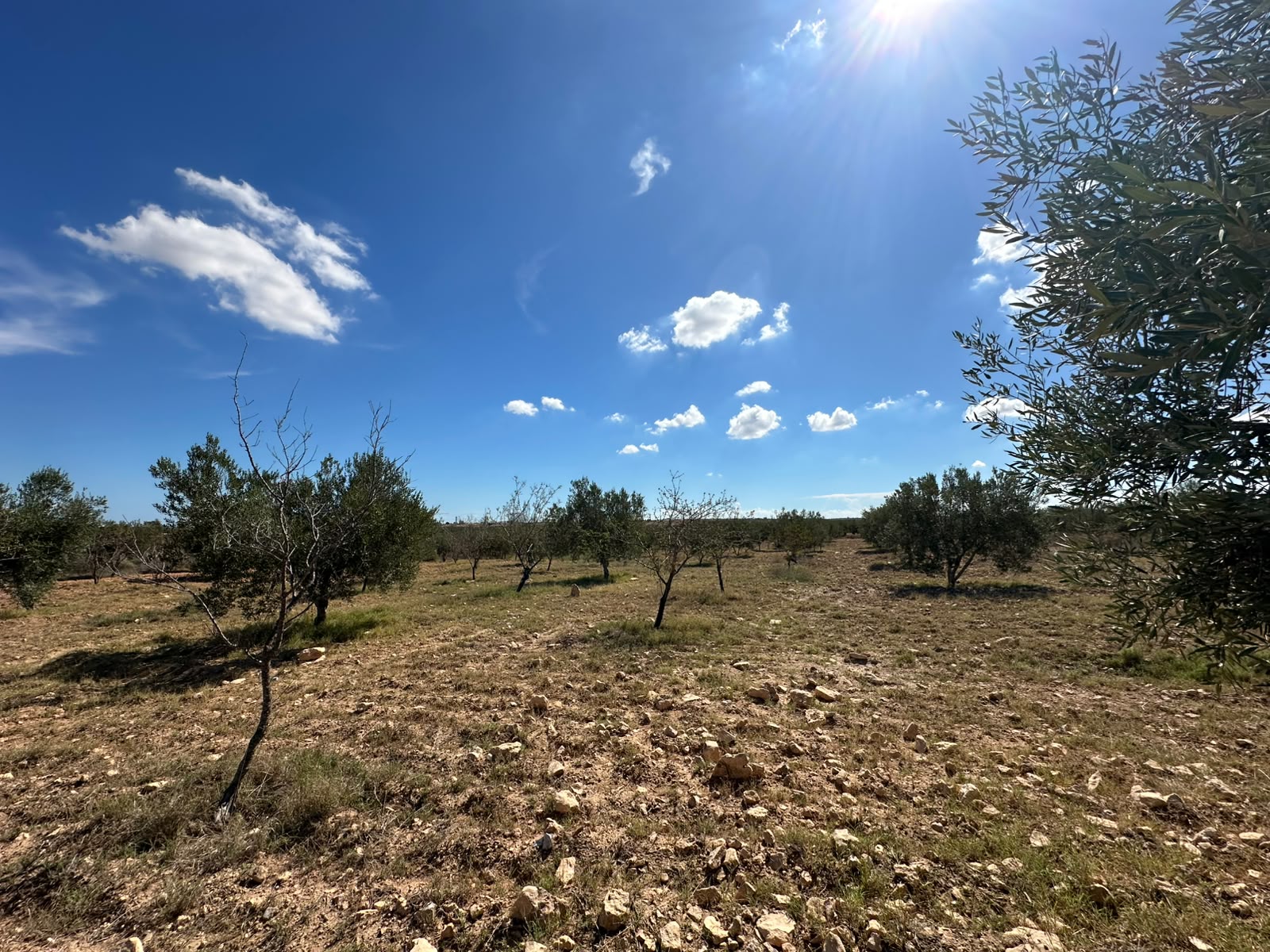 Sidi Bou Ali&nbsp;Sidi Bou Ali&nbsp;Terrain&nbsp;Terrain agricole&nbsp;Ferme agricole � sidi bouali