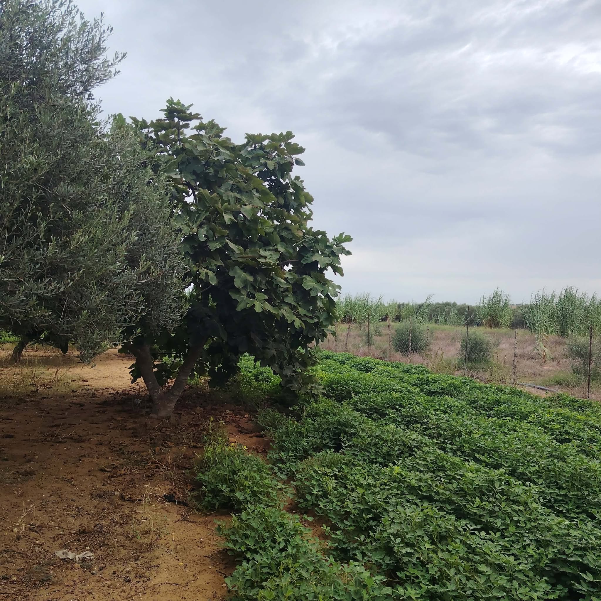 El Haouaria&nbsp;Bir El Jedey&nbsp;Terrain&nbsp;Terrain agricole&nbsp;Saniya avec puits  � bir el jedi haouaria