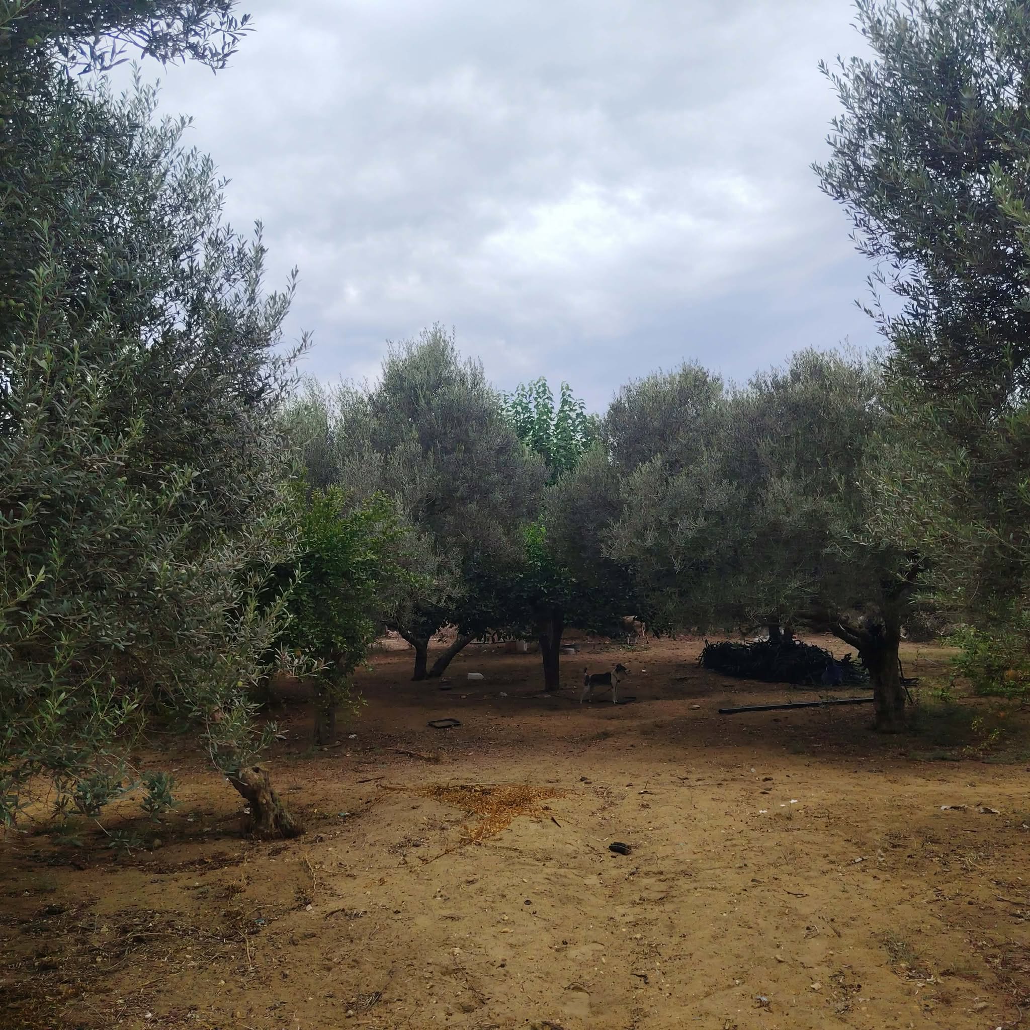 El Haouaria&nbsp;Bir El Jedey&nbsp;Terrain&nbsp;Terrain agricole&nbsp;Saniya avec puits  � bir el jedi haouaria