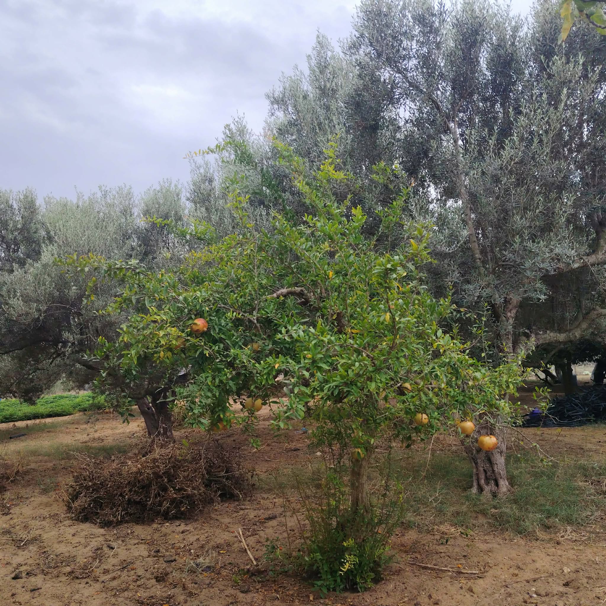 El Haouaria&nbsp;Bir El Jedey&nbsp;Terrain&nbsp;Terrain agricole&nbsp;Saniya avec puits  � bir el jedi haouaria