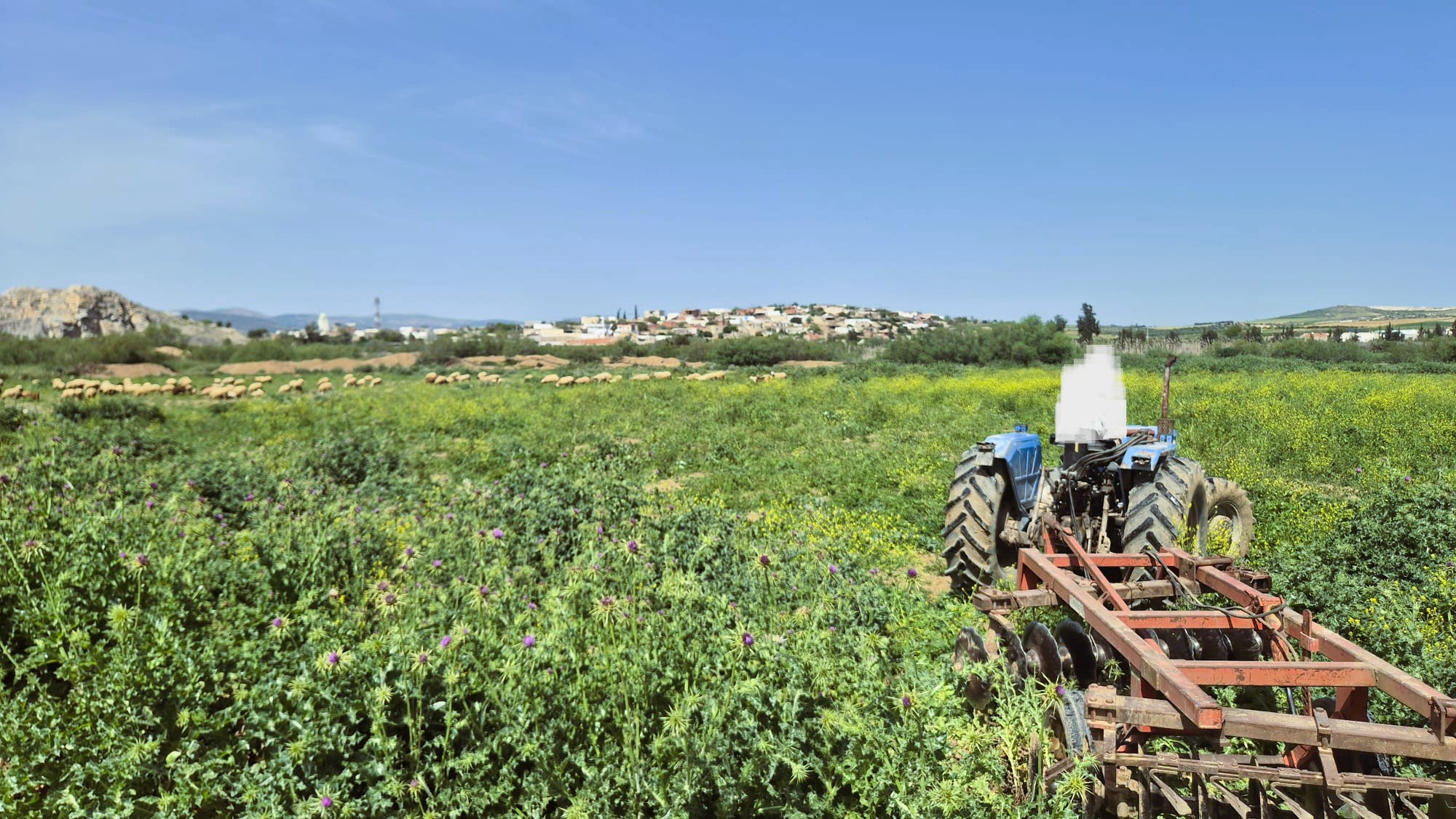 Mejez El Bab&nbsp;Mejez El Bab&nbsp;Terrain&nbsp;Terrain agricole&nbsp;Terrain agricole medjez el bab