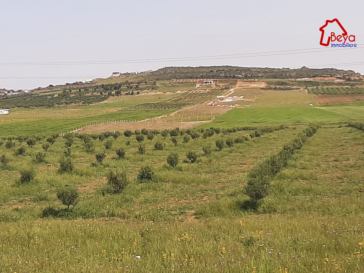 Hammamet&nbsp;Hammamet&nbsp;Terrain&nbsp;Terrain agricole&nbsp;Terrain  nala  vta037