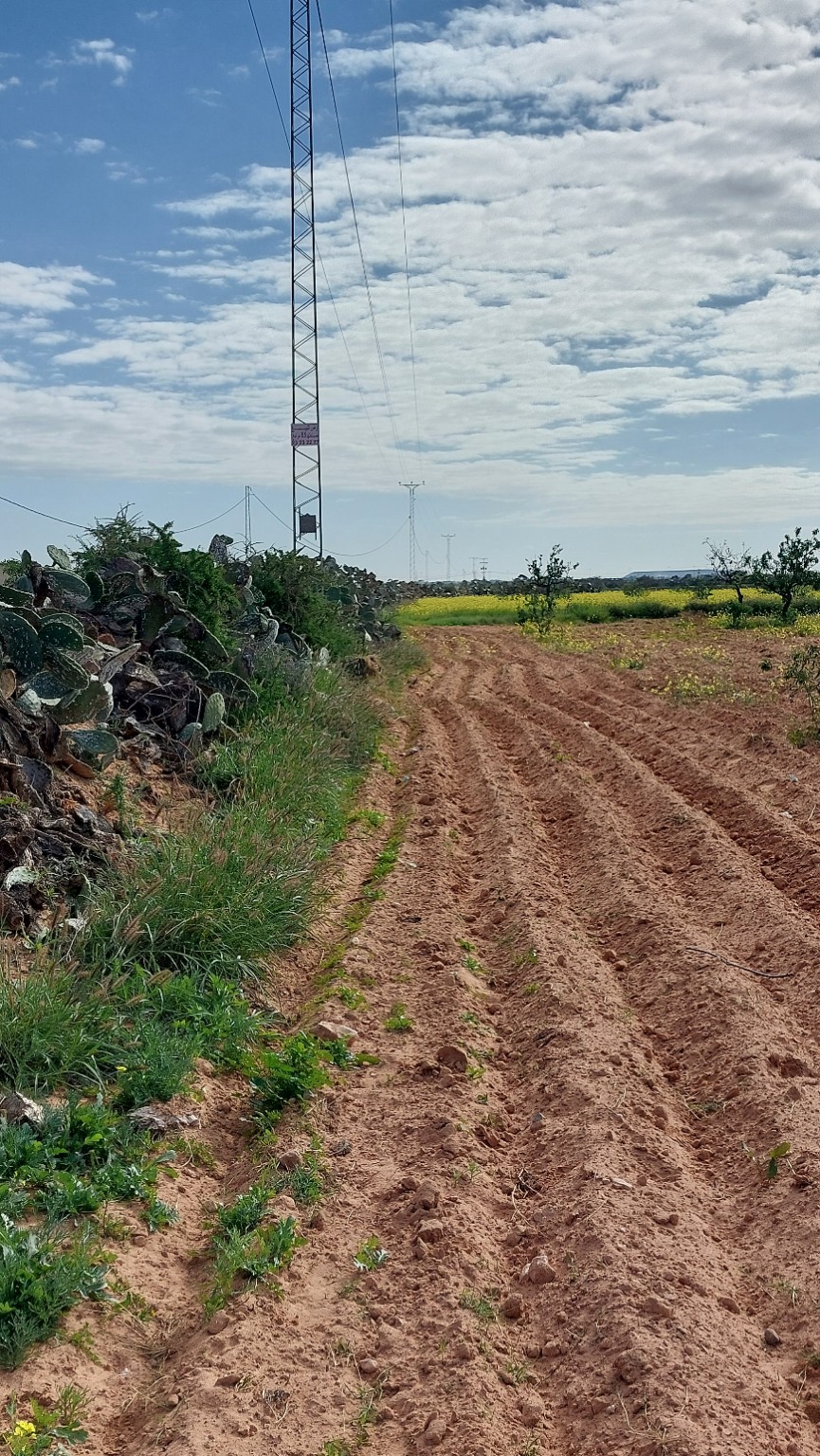 Sfax Sud&nbsp;El Khazzanette&nbsp;Terrain&nbsp;Terrain agricole&nbsp;Terrain 5 707 m2 rte menzel chaker km 11 tf