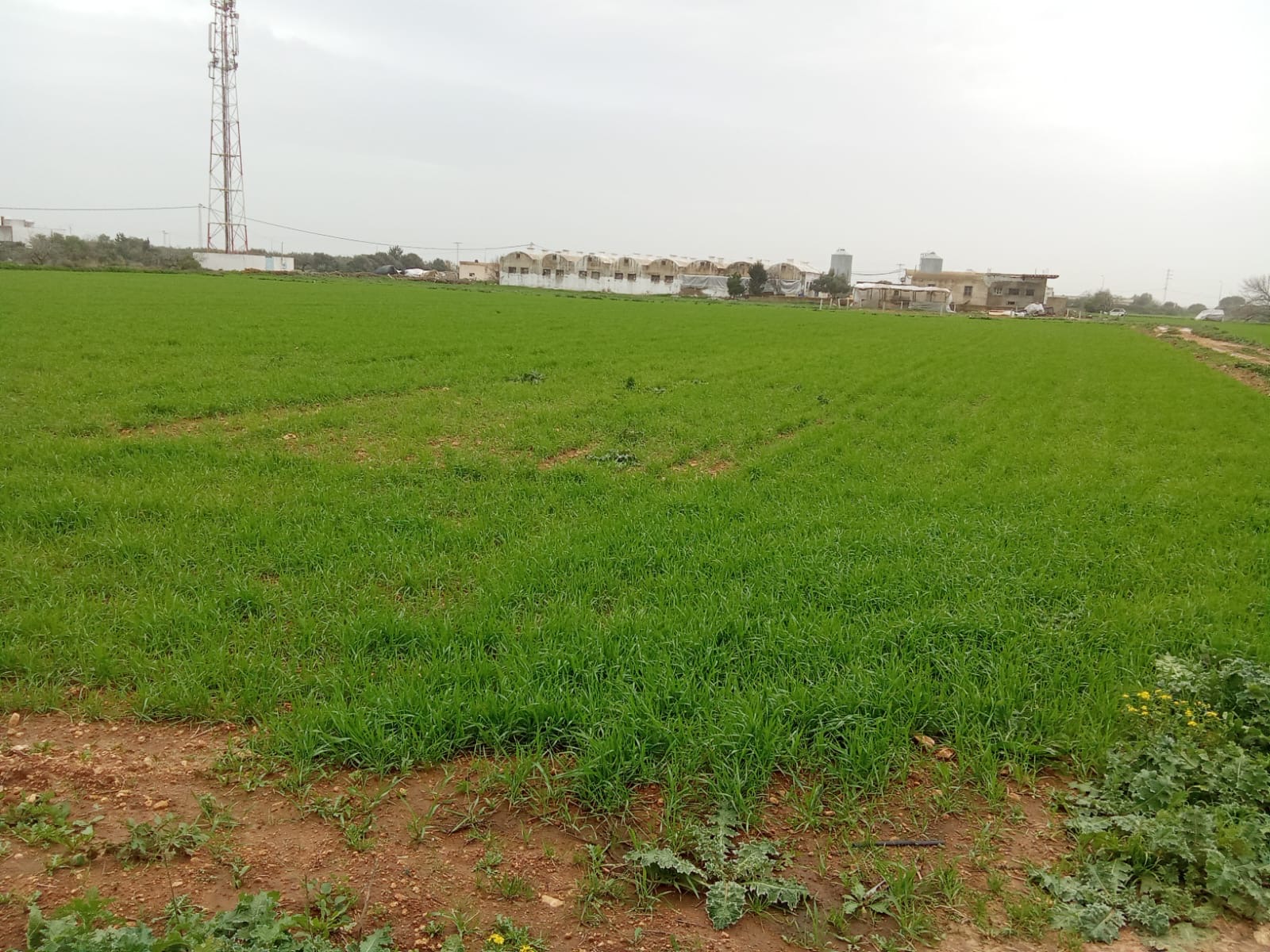 Kelibia&nbsp;Kelibia&nbsp;Terrain&nbsp;Terrain agricole&nbsp;Terrain agricole a cot� de la facult� iset kelibia