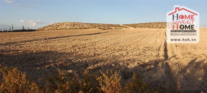 Le Kef Est&nbsp;Zaafrane&nbsp;Terrain&nbsp;Terrain agricole&nbsp;Terrain agricole ozyra � zaafrane le kef