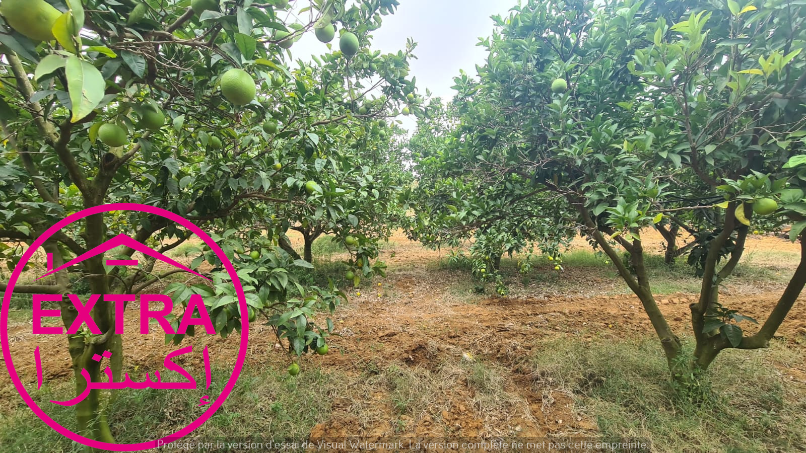 Beni Khiar&nbsp;Beni Khiar&nbsp;Terrain&nbsp;Terrain agricole&nbsp;Campagne a ghardaia