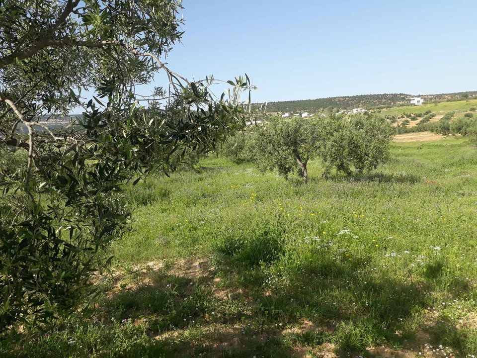 Hammamet&nbsp;Hammamet&nbsp;Terrain&nbsp;Terrain agricole&nbsp;Av terrain 5139m � hammamet