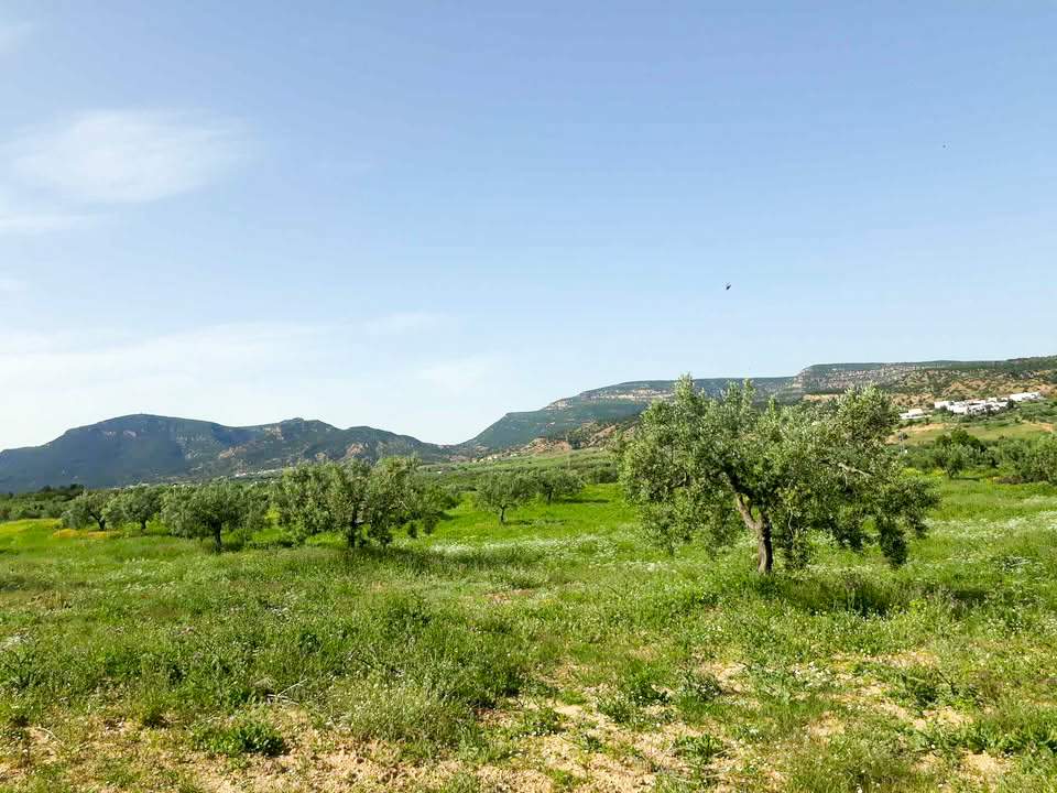 Hammamet&nbsp;Hammamet&nbsp;Terrain&nbsp;Terrain agricole&nbsp;Av terrain 5139m � hammamet